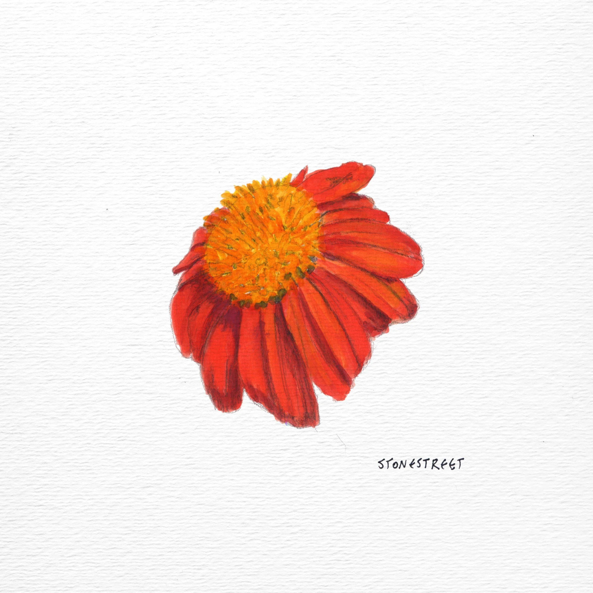 Coneflower Echinacea · 2017
