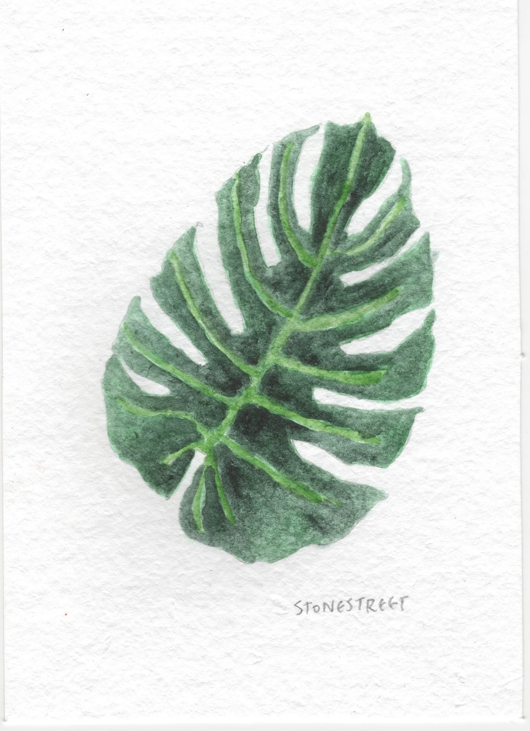 109-Everyday Objects — Monstera Leaf.jpg