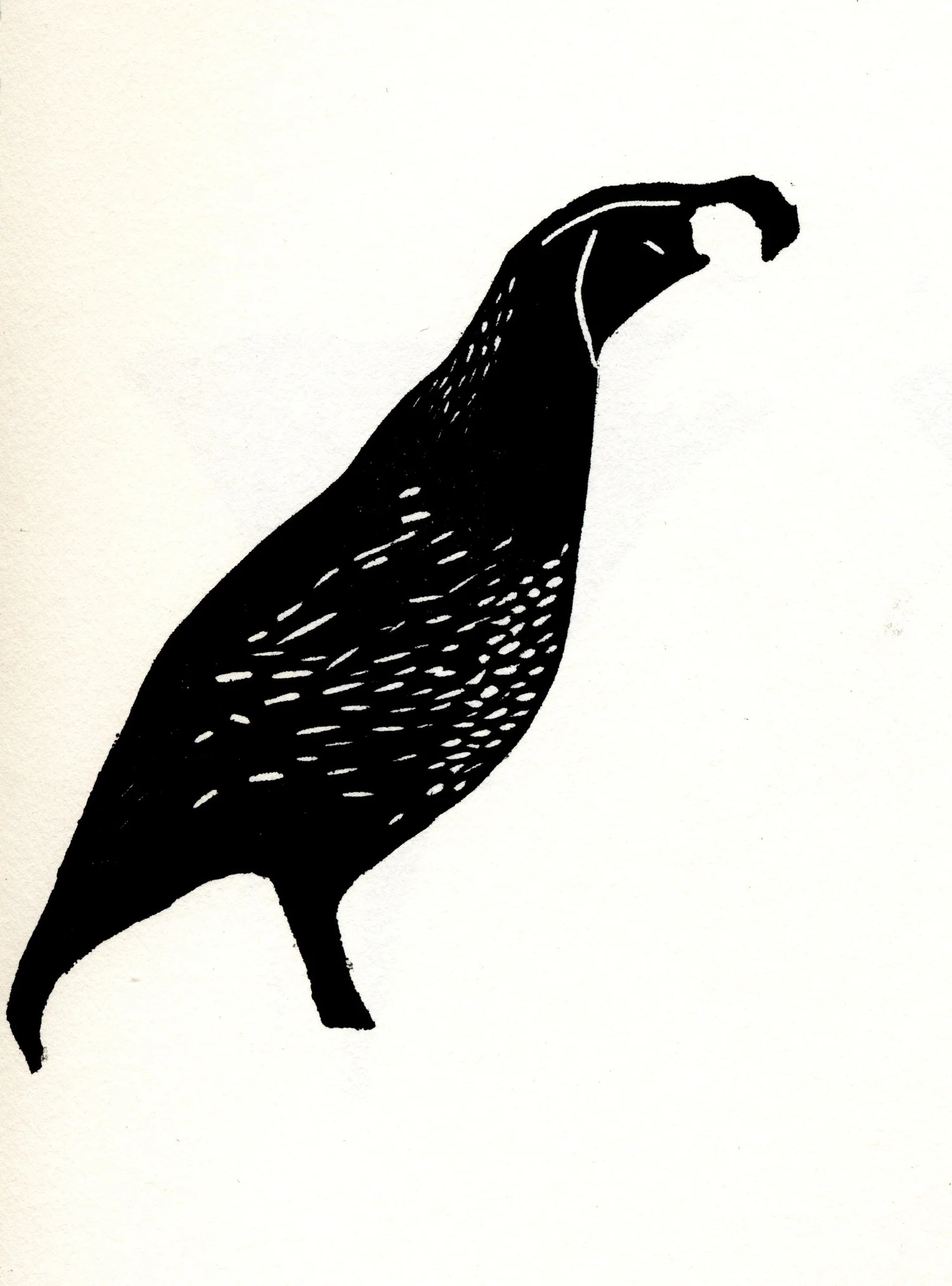 Californian Quail — Finished work