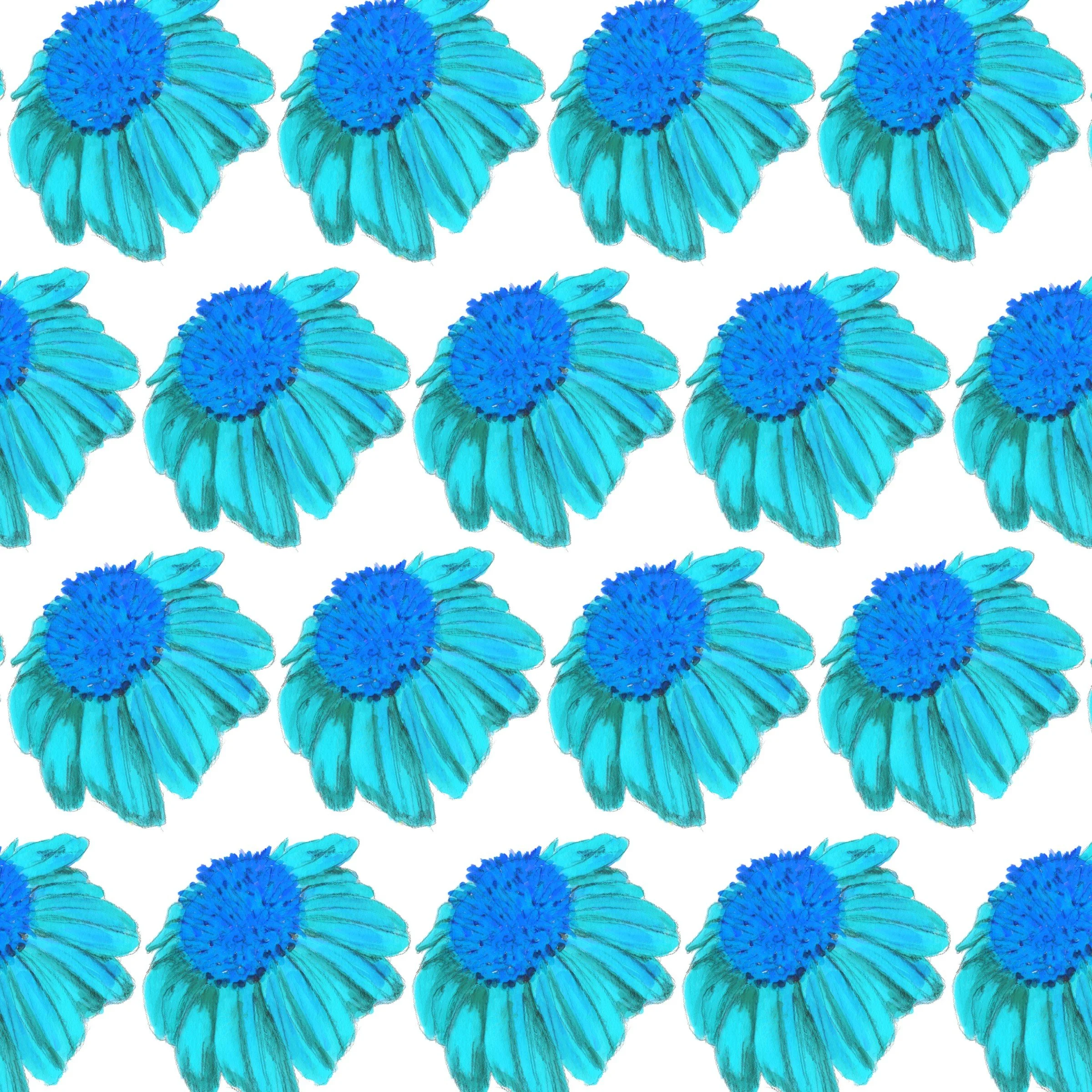 014-Coneflower Echinacea.jpg