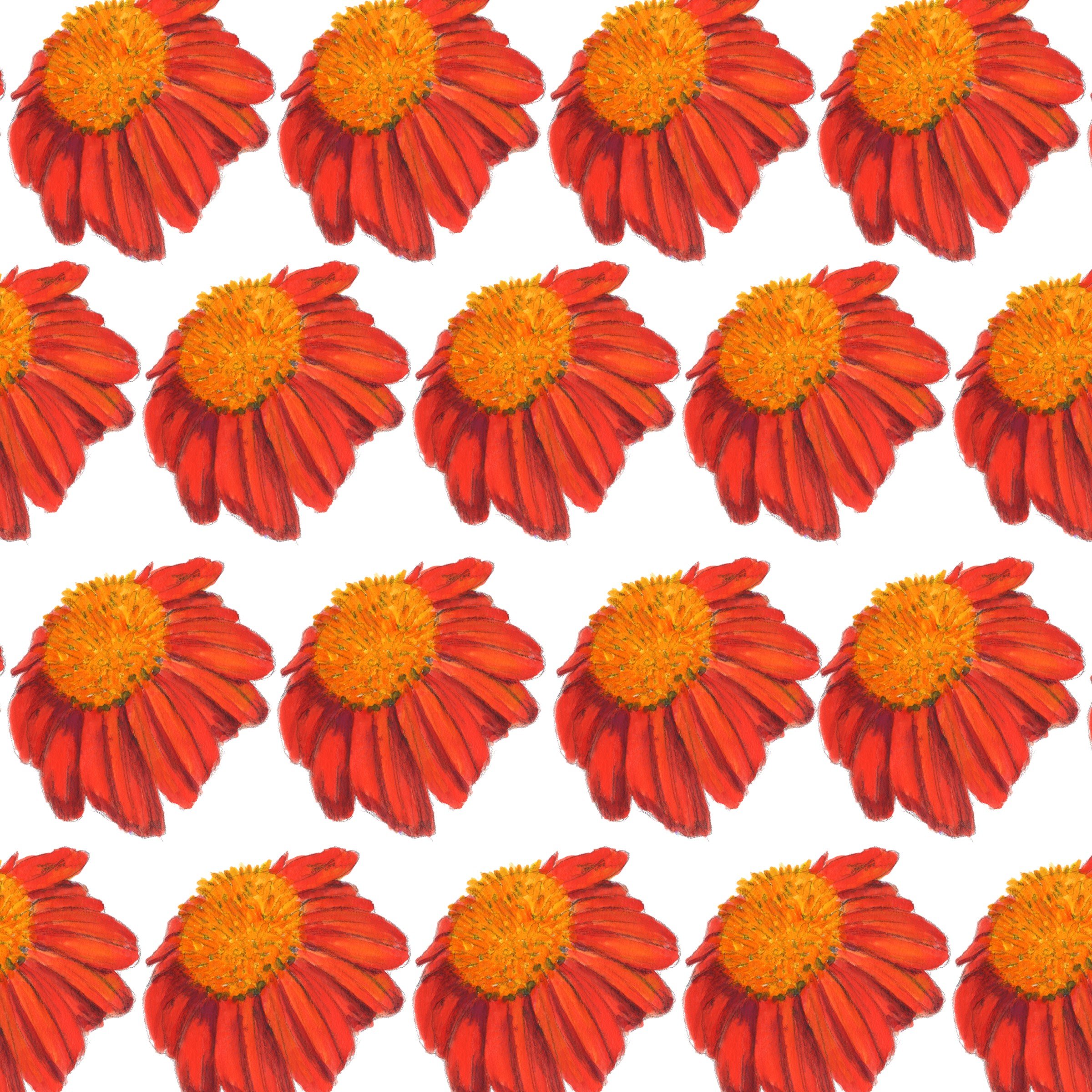 Coneflower Echinacea — repeat pattern · 2017