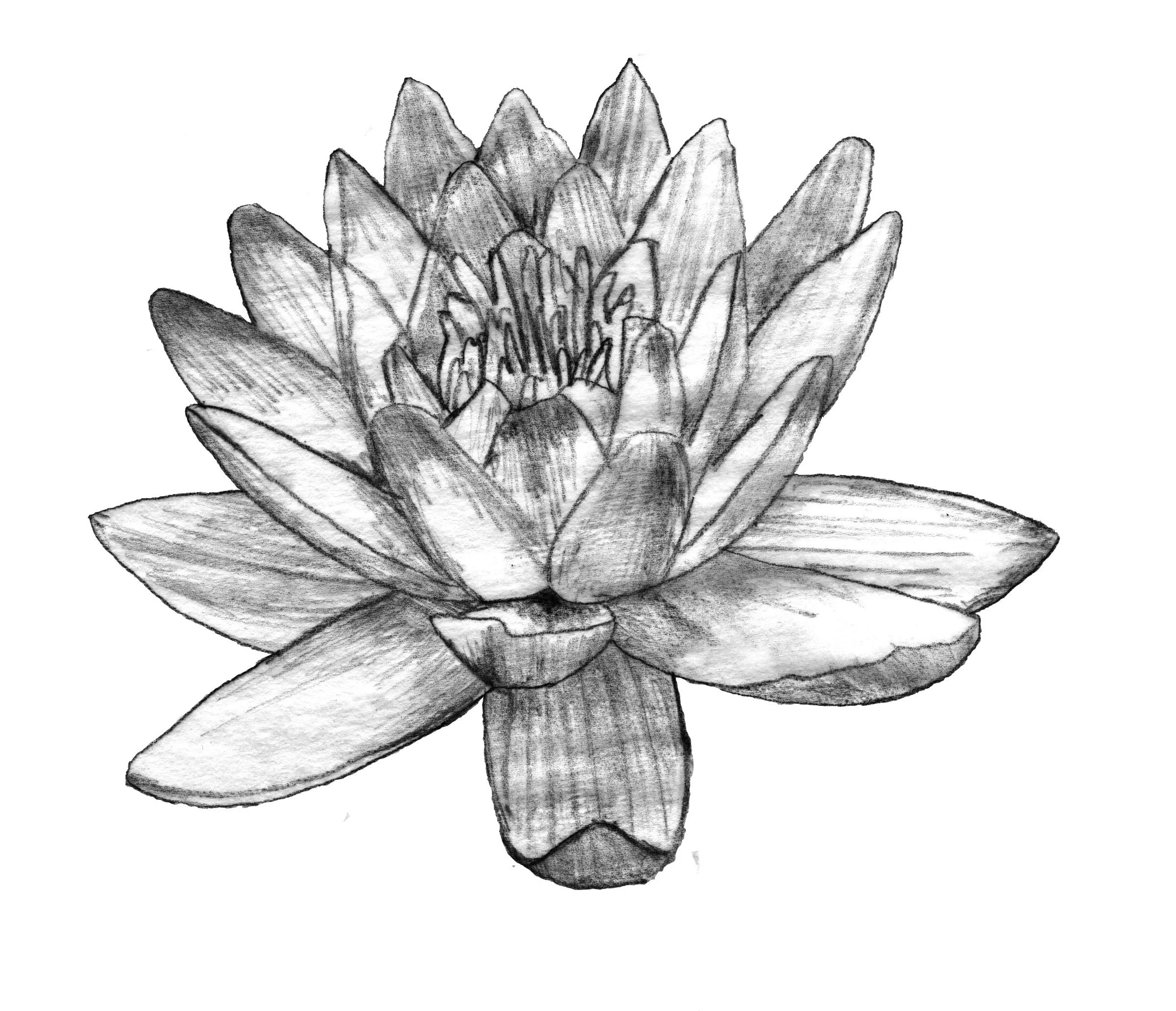 The Magical Mindful Day — lotus study · 2017