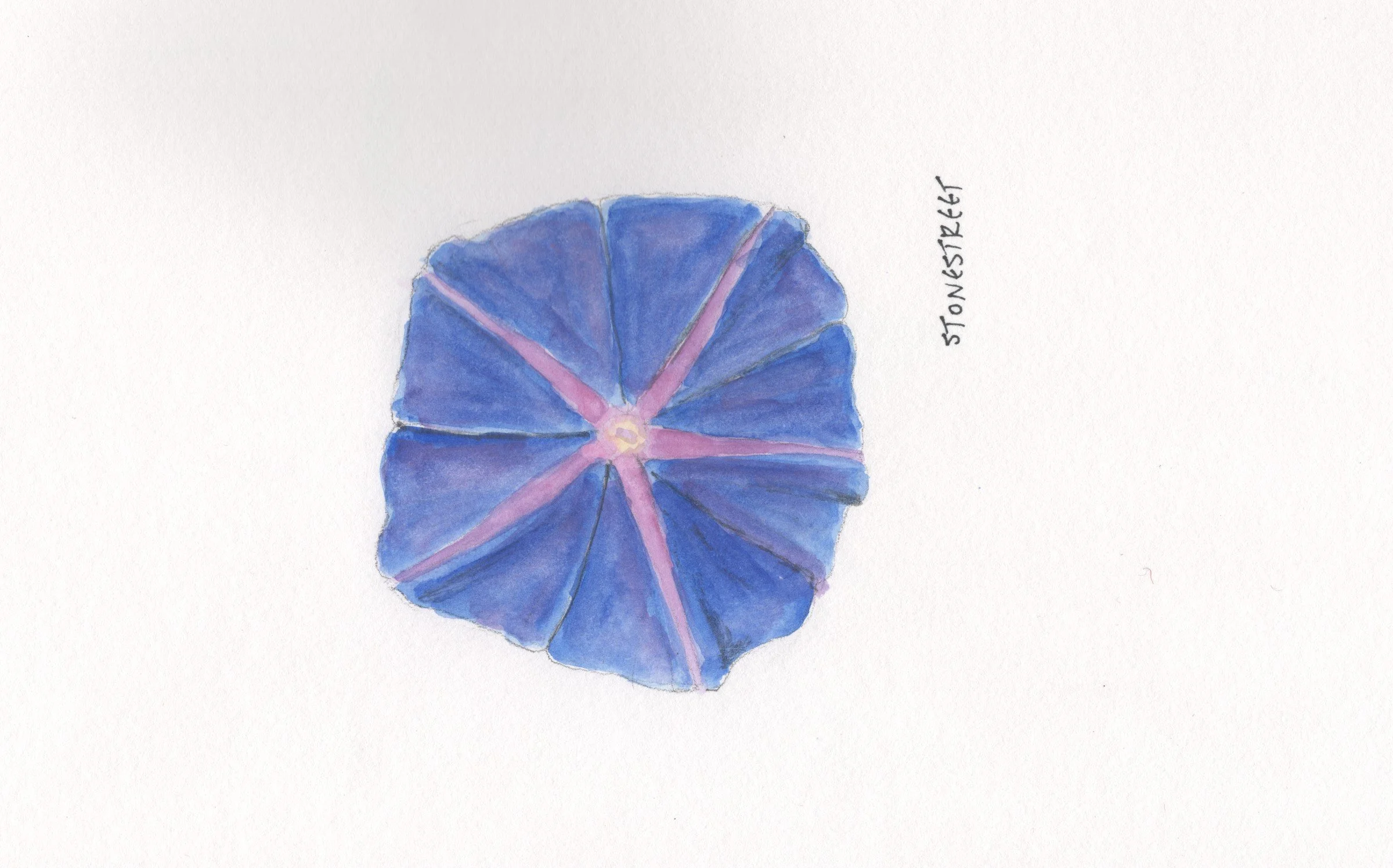 114-Everyday Objects — Morning Glory.jpg