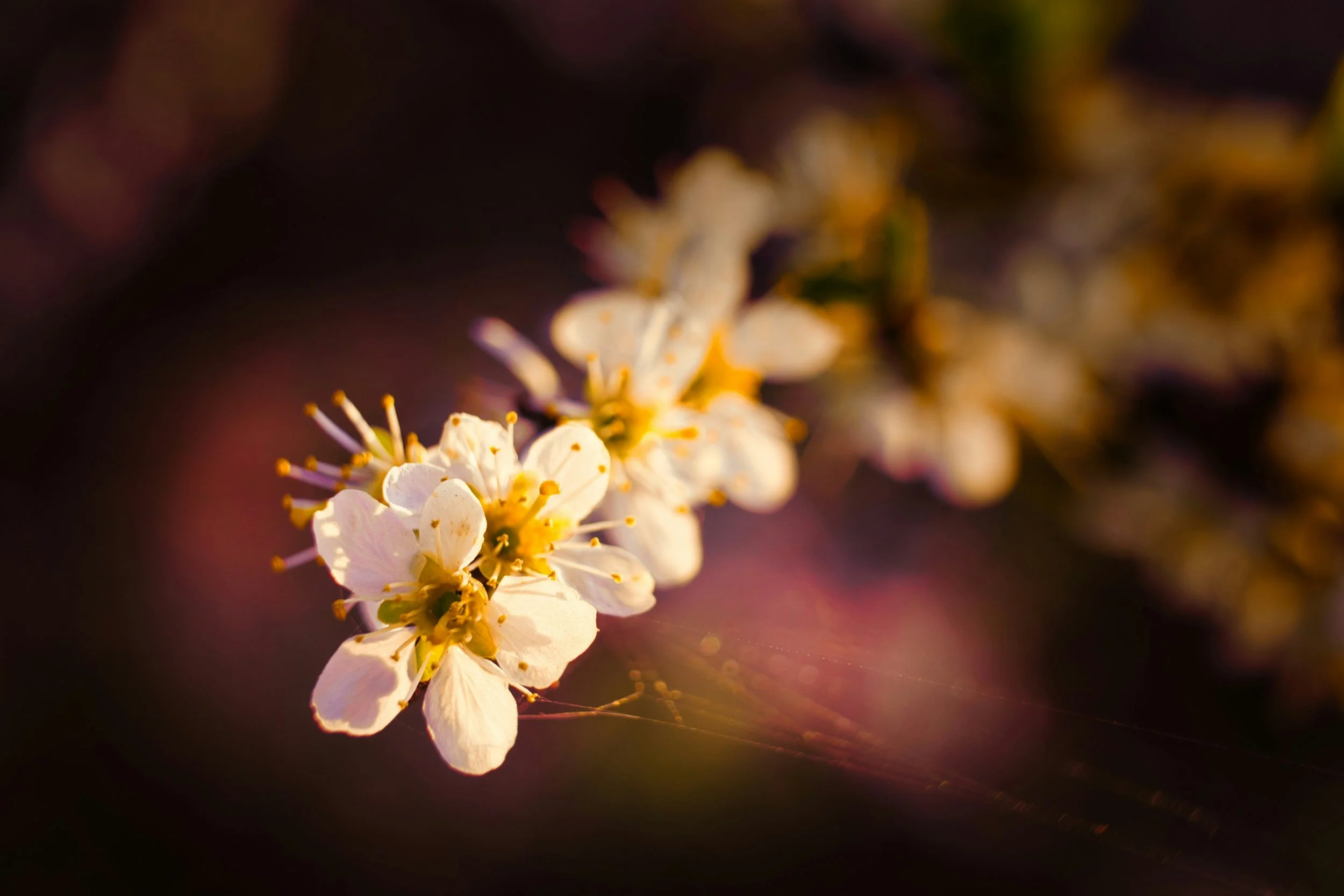BLACKTHORN-joran-quinten-ImpLEvRqWrQ-unsplash.jpeg