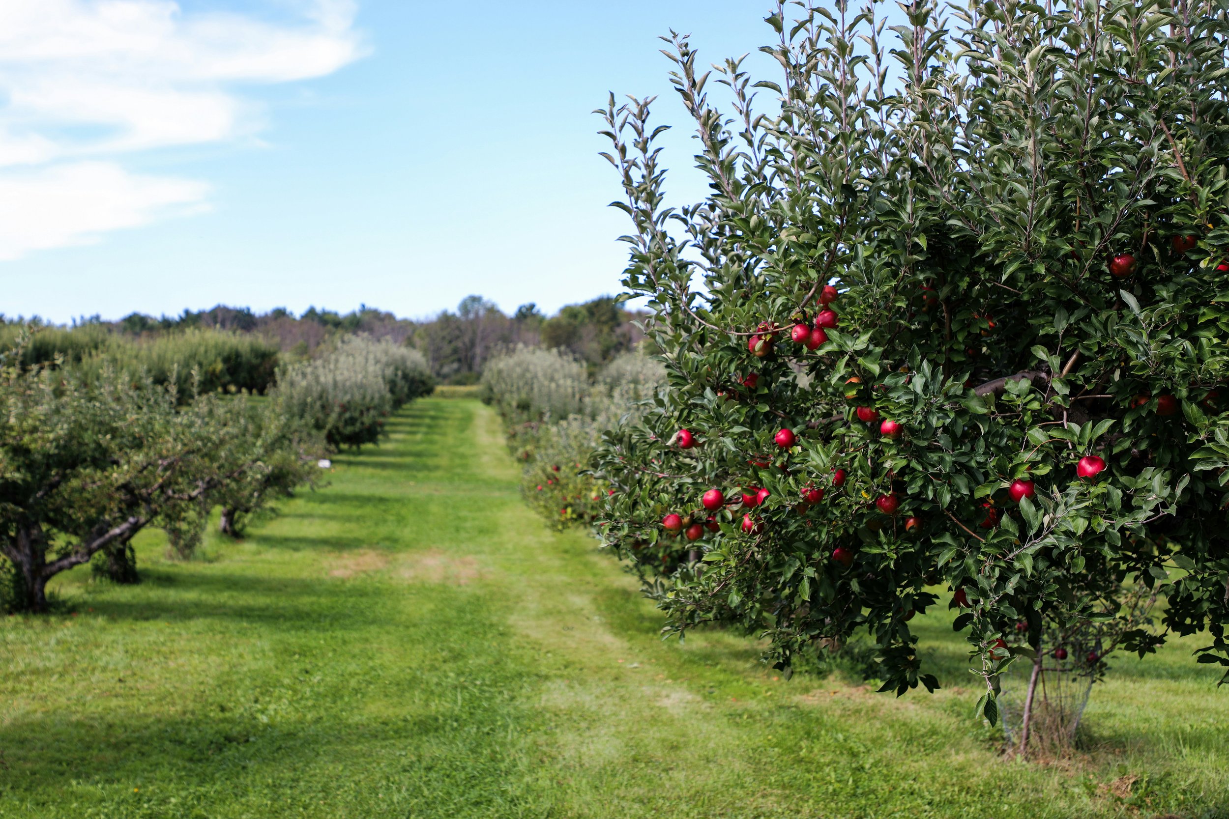 Apple trees-michael-diane-weidner-tiPQCmdALWs-unsplash.jpeg