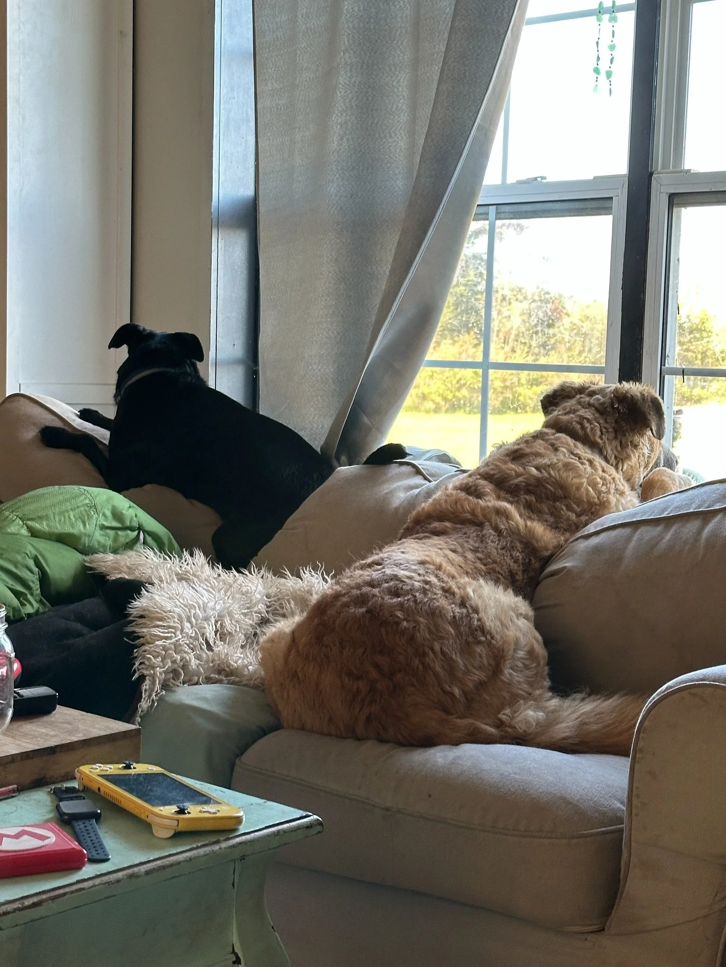 Guardians of the Light + Snacks 🤣 
.
Every Morning is Cosy 🥰
.
#fallinlove #dogs #rescuedogsrock #autumn🍁 #cosy #lovelife #loveyou #beyou #novascotia