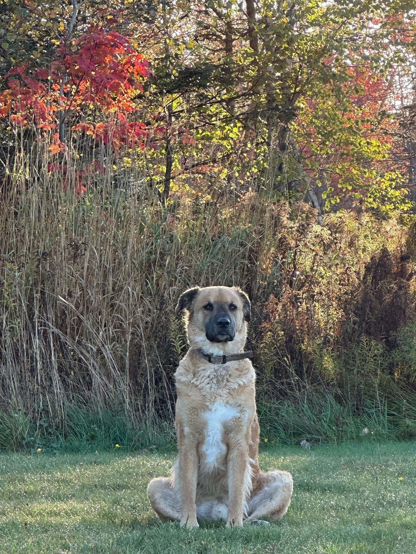 I swear Simon was a monk in a past lifetime.
He is the most Zen dog, who helps me to rest daily. ✨He took the entire Yoga Nidra training with me a few years ago with @daringtorest for him it was a refresher&hellip;This sweetheart loves his sunsets, o