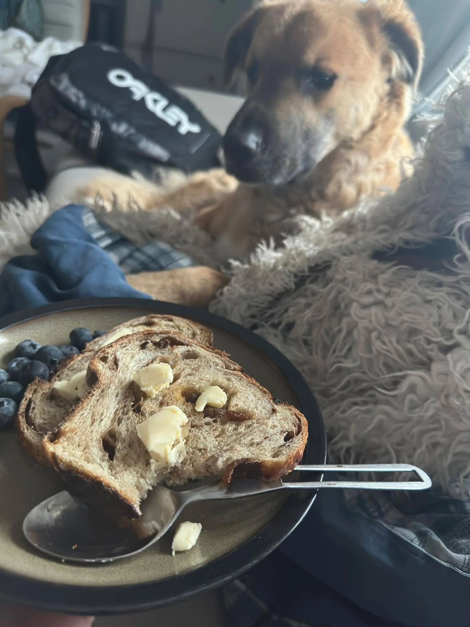 Simon is jealous of Herb Bonvie&rsquo;s sour dough! I don&rsquo;t blame him! This is making my morning! Thank you Herb! 
.
My tip: toasted with a little butter then put the blueberries 🫐 inside and fold it up! Yum! Cinnamon Raisin&hellip;Nostalgic ✨