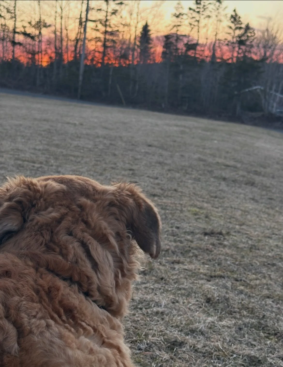 Simon loves his sunsets 🌅 
We stay until darkness.
The sweetest little ritual 
🥰
#lovelife