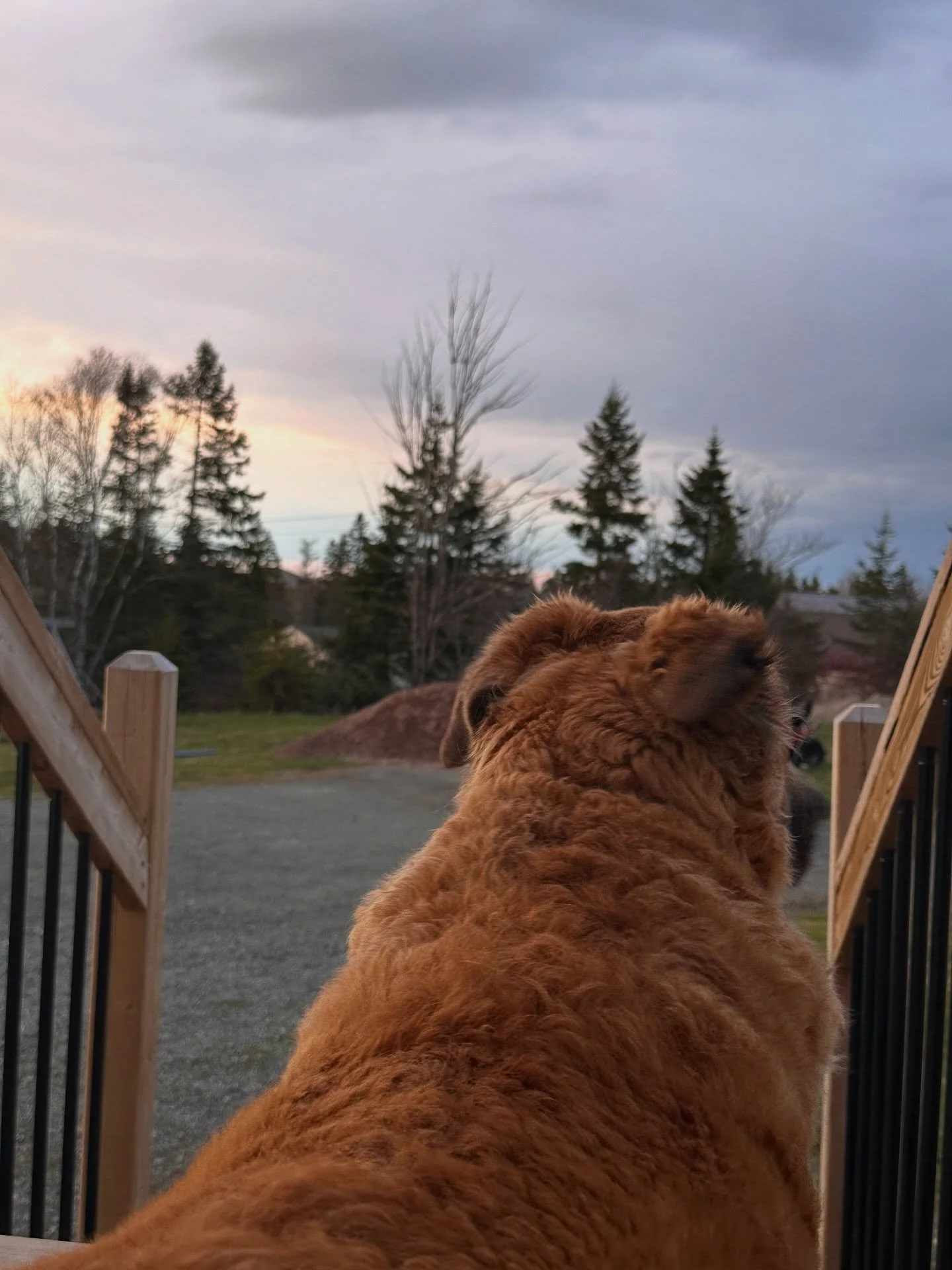 Simon&rsquo;s Sunset Ritual
.
We Rest together every evening
🙏🏼