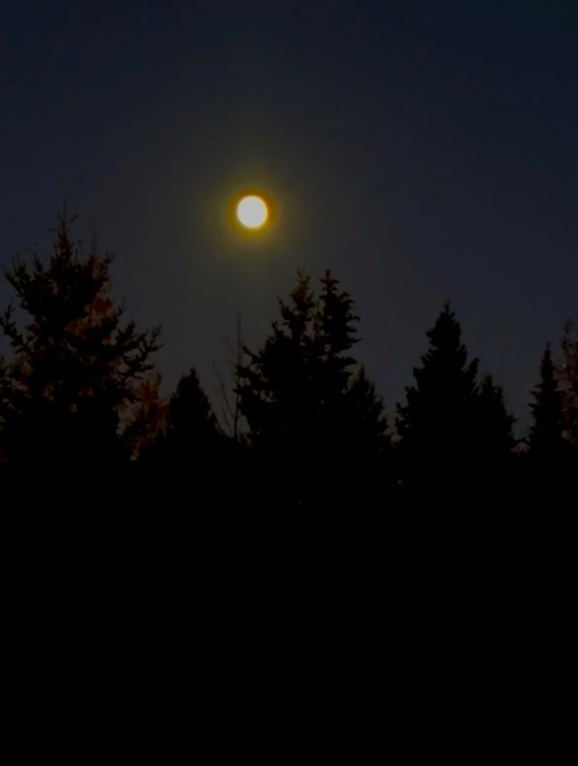 Good Night Moon 🌕