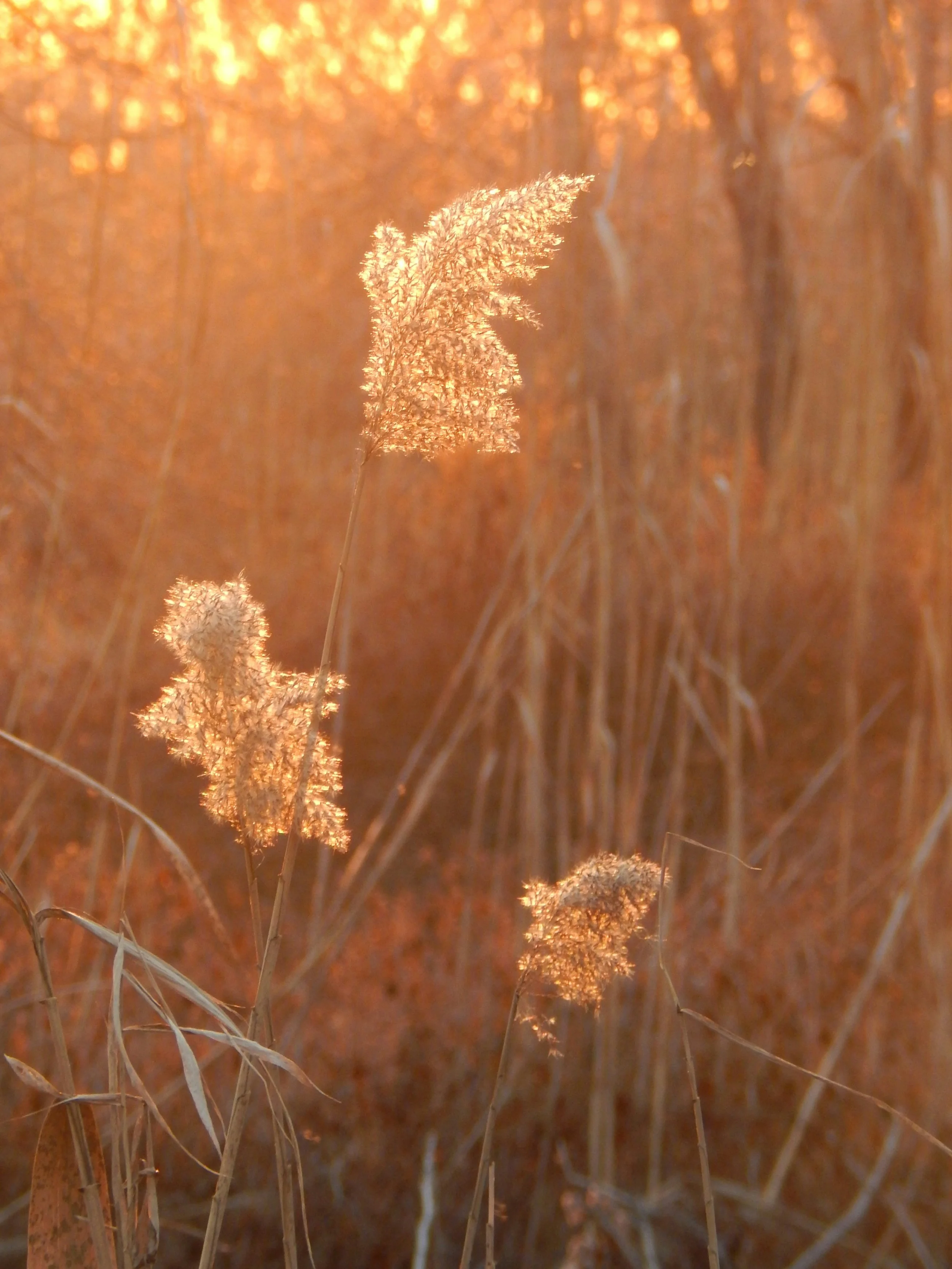 REEDS-dusan-tizic-oFOP65il-y8-unsplash.jpeg