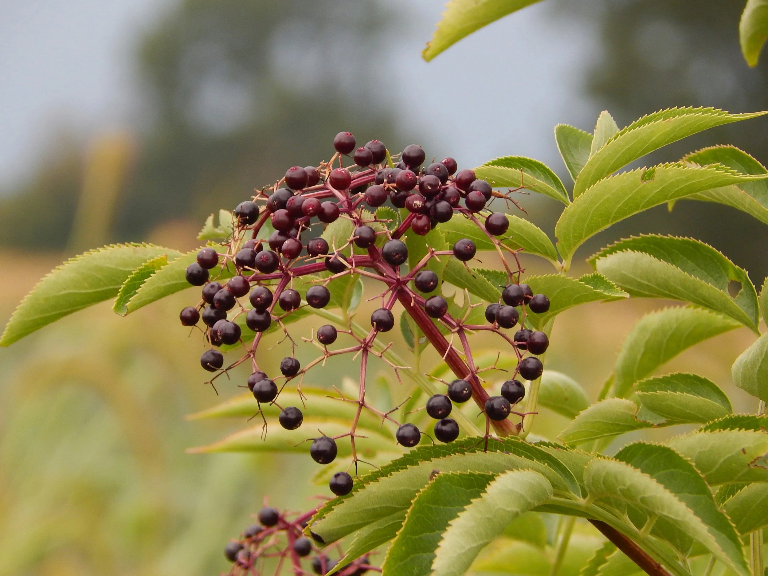 ELDERBERRY-maddy-weiss-Dpu-XFAdj08-unsplash.jpeg