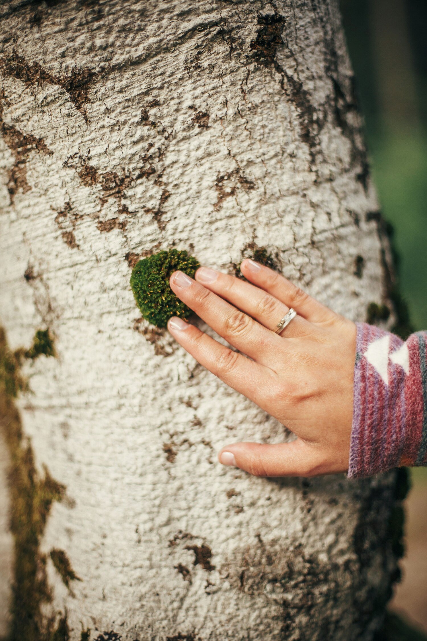 magic-celtic-trees-online-rest-program-karen-perro.jpg