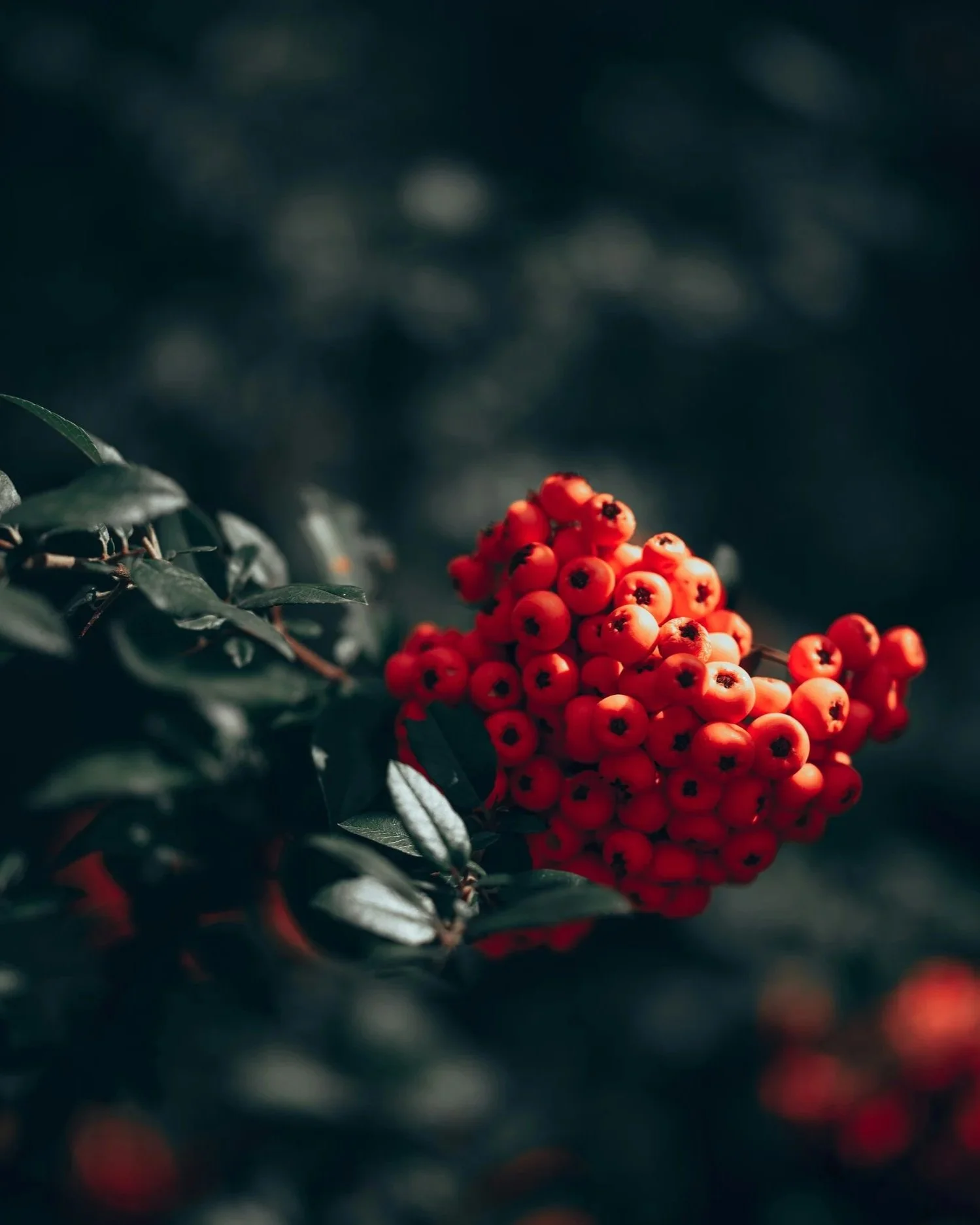 rowan egor-komarov-9fMpDFOsvb0-unsplash.jpg