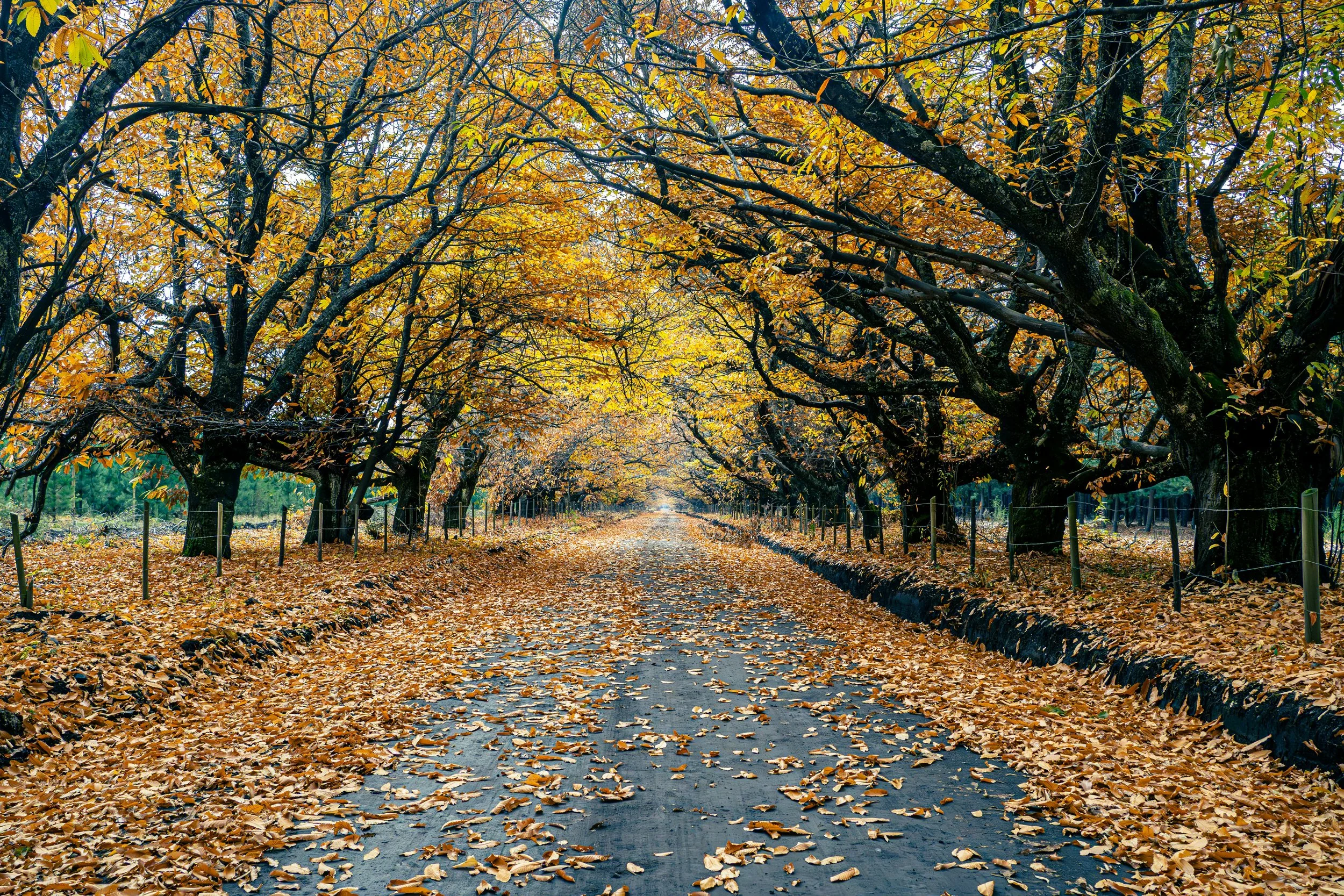 FALL GROVE-ricardo-diaz-Ekjl0yAqJ2w-unsplash.jpeg