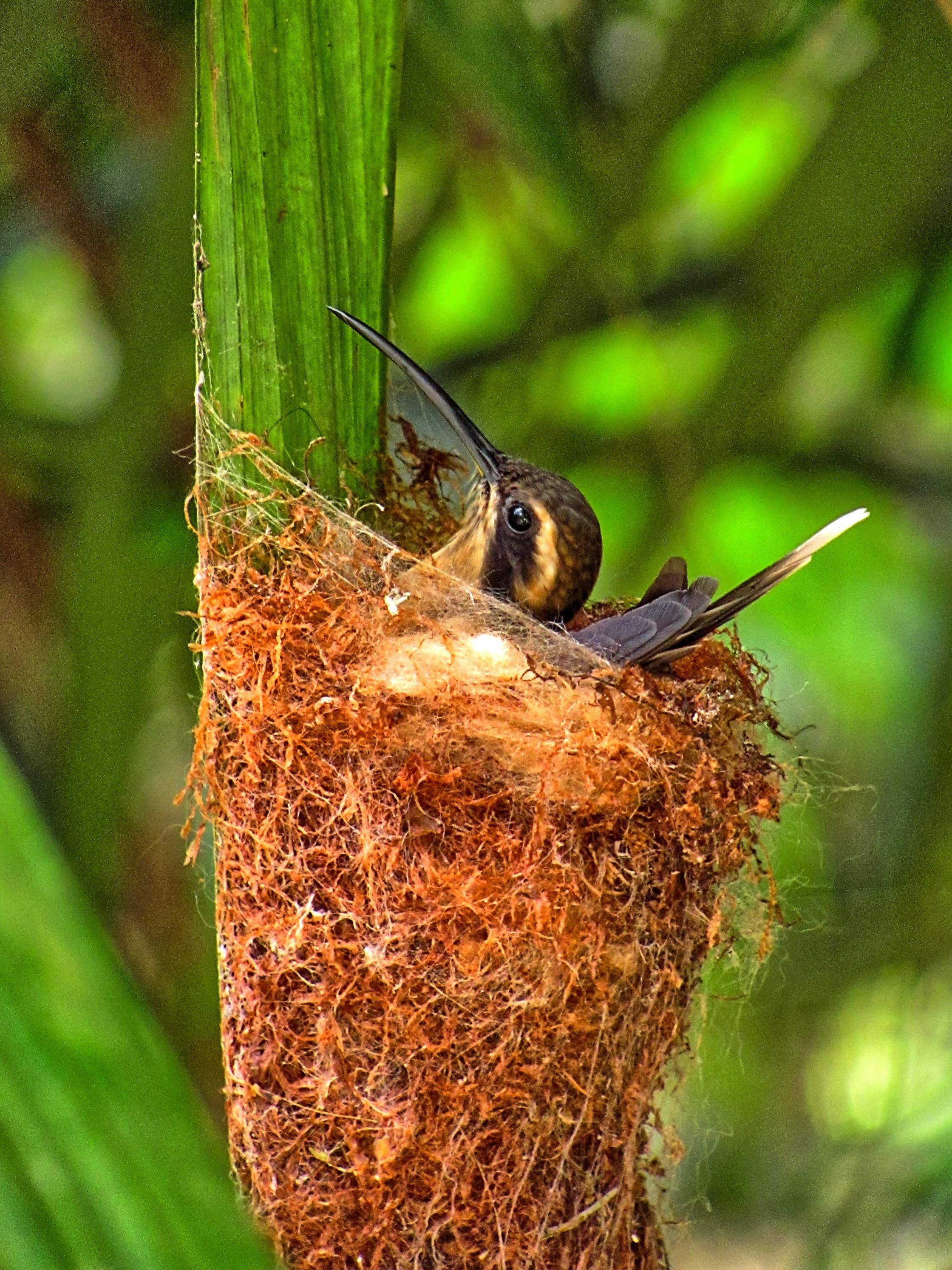 Waqanki Orchid &amp; Hummingbird Sanctuary