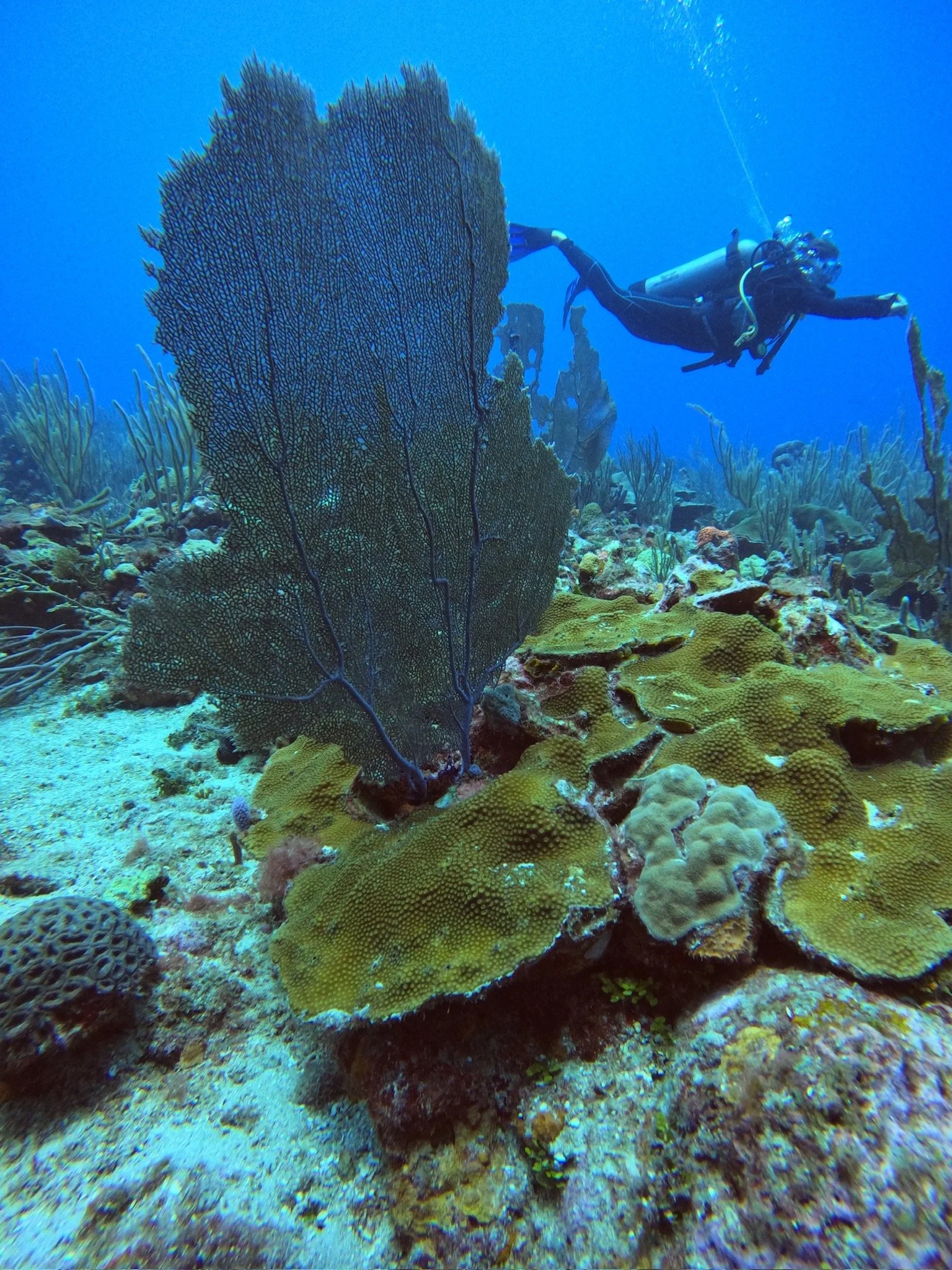 GPTempDownload 5.JPG