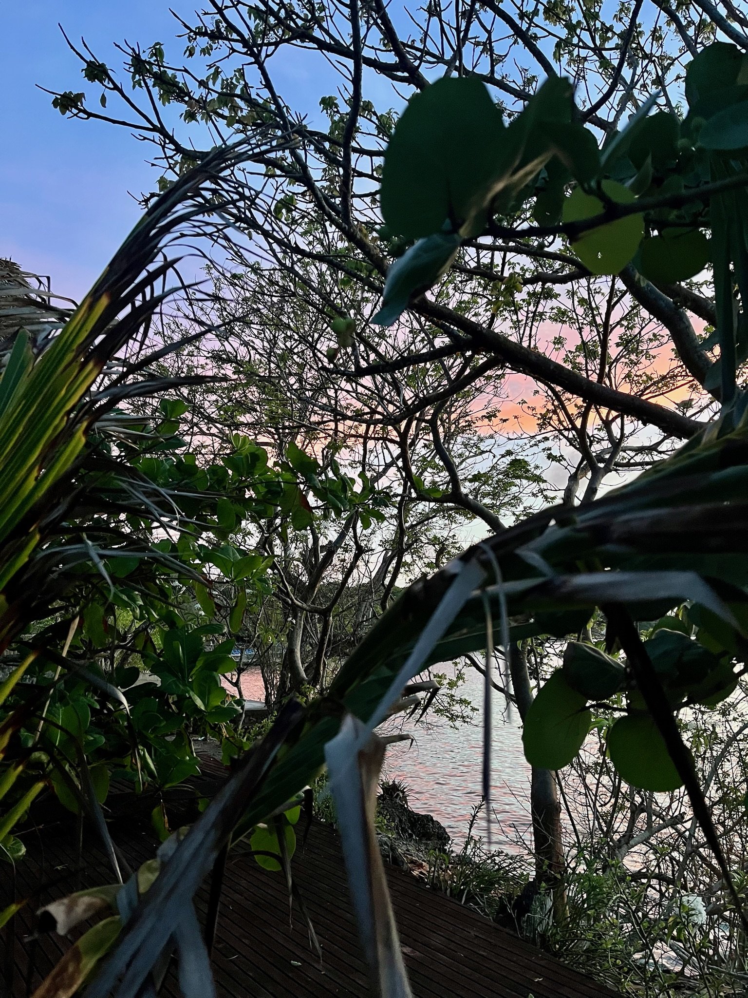 IMG_2119.jpeg