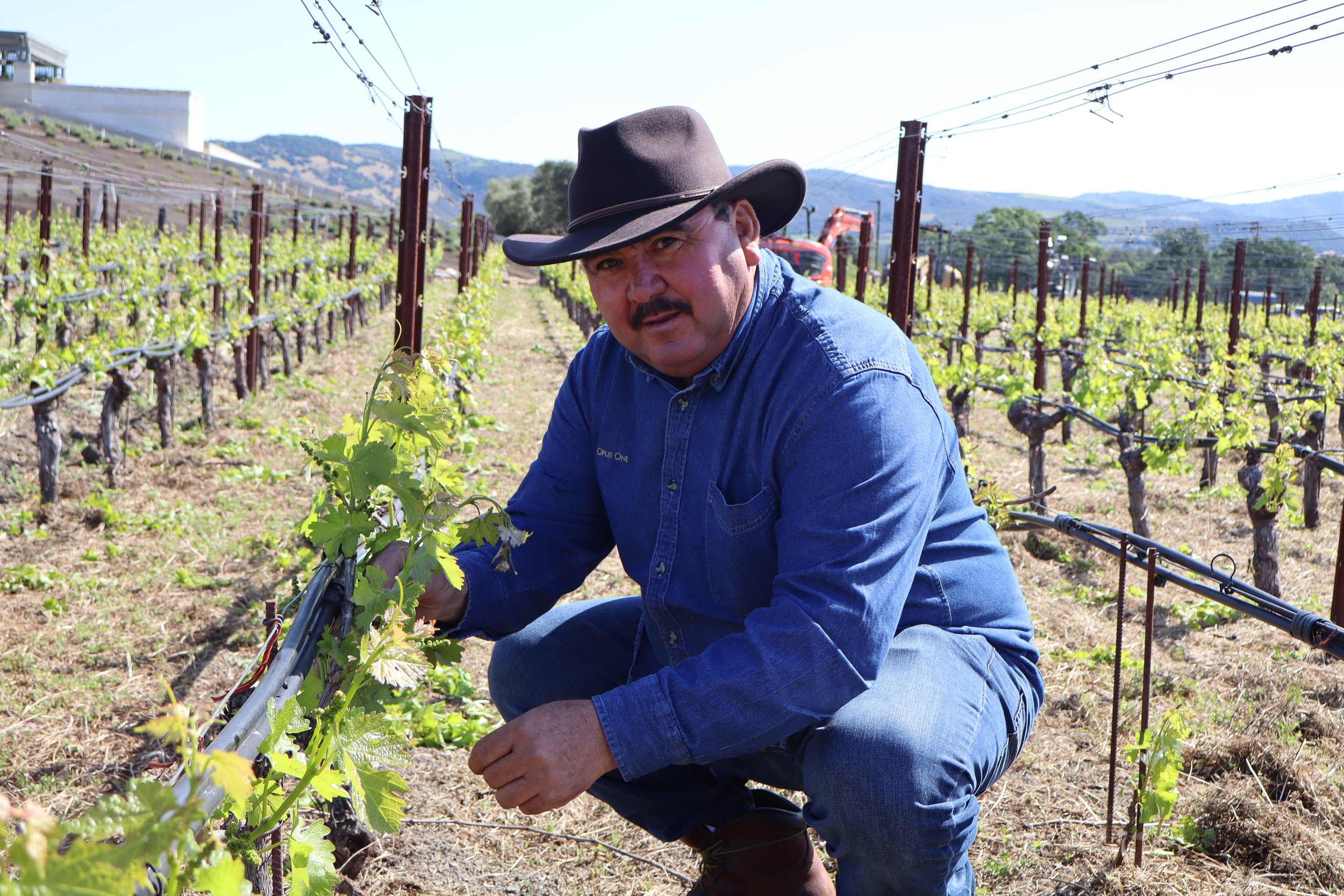 Vineyard Champions