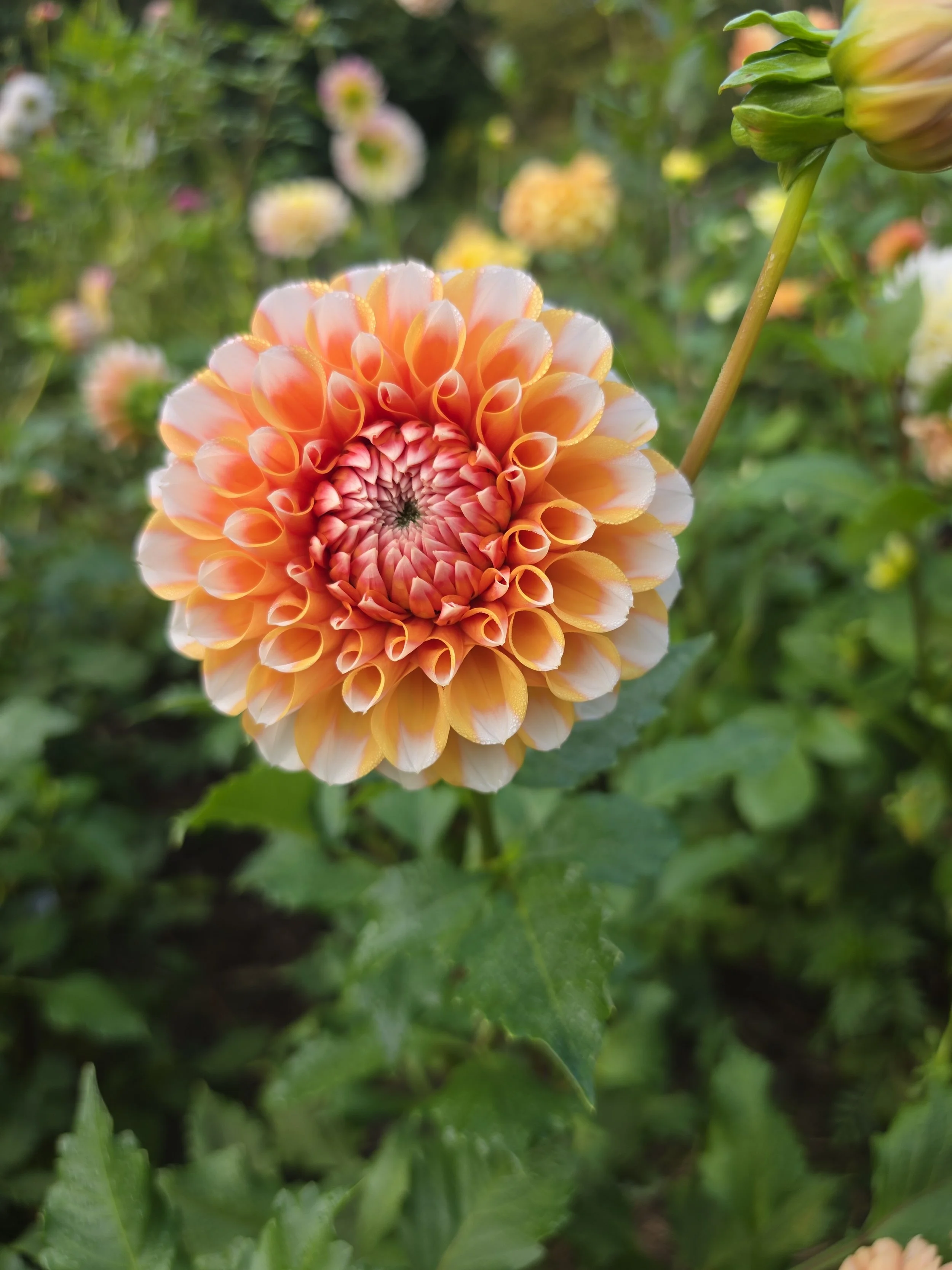 Hollyhill Orange Ice