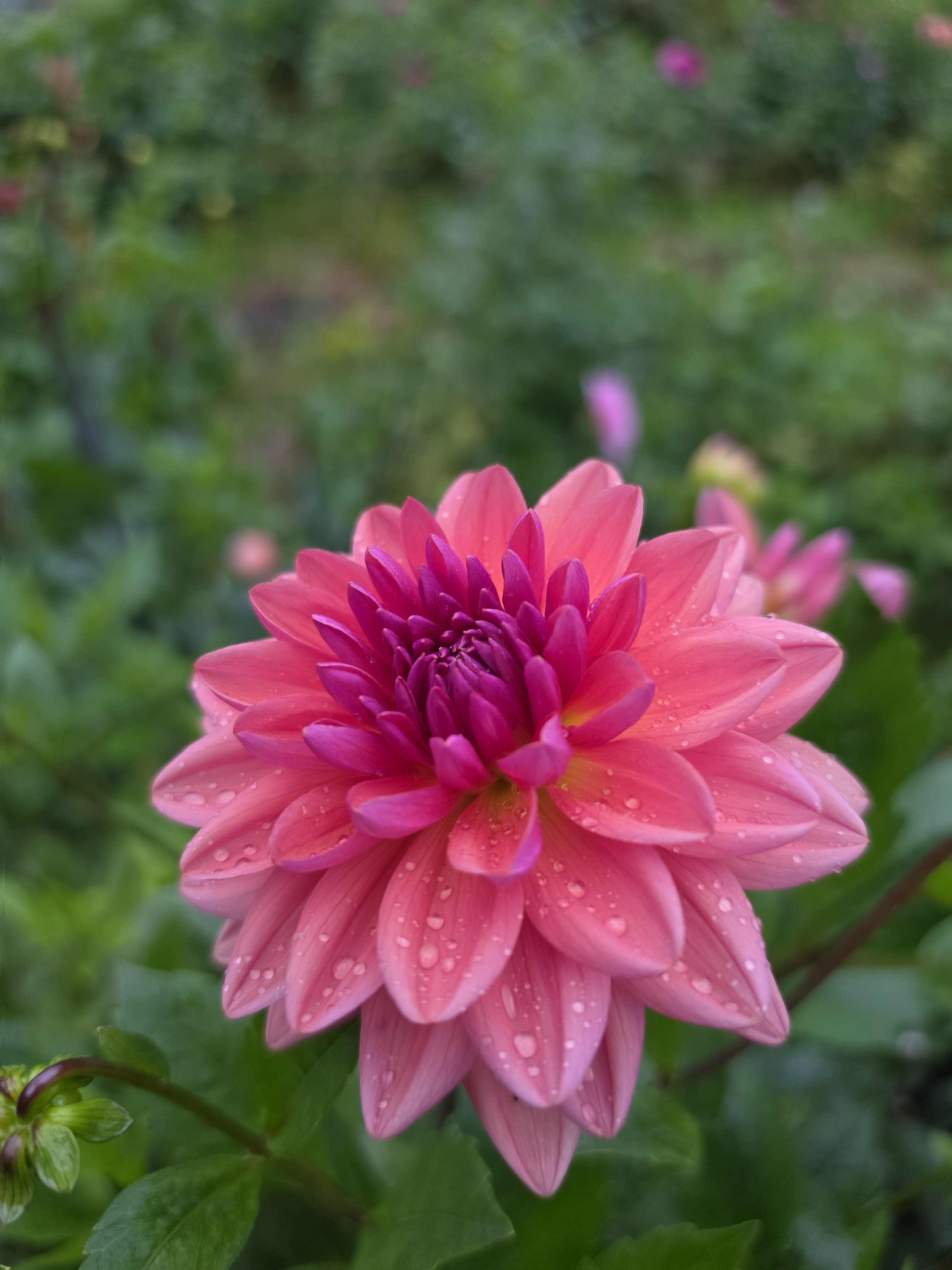 Dutch Pearl