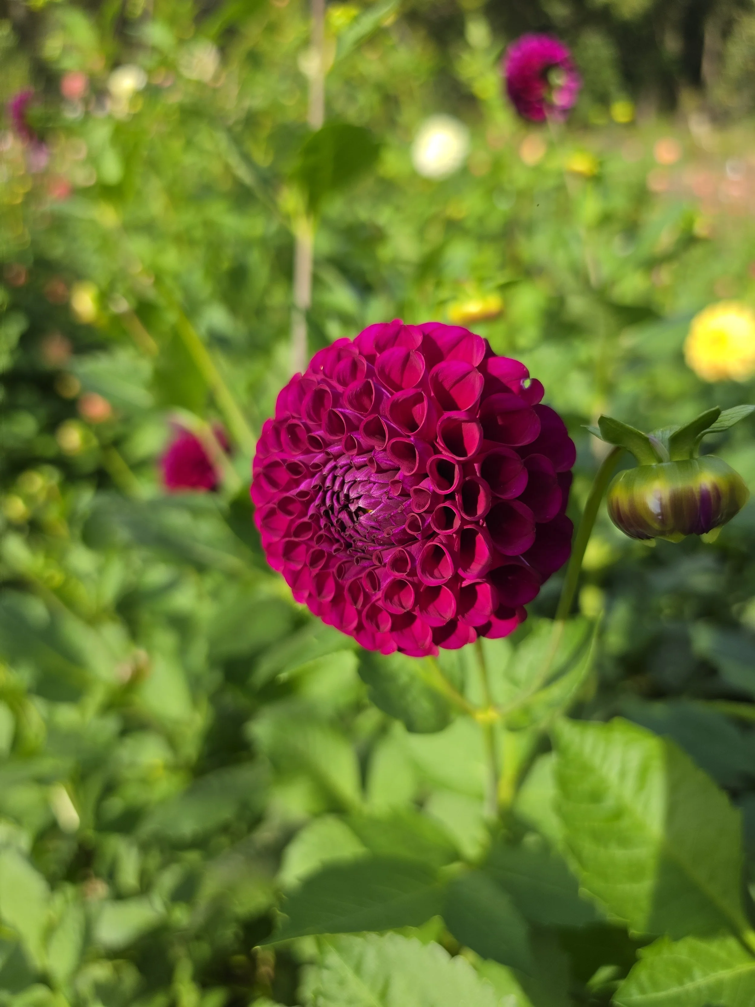 Irish Blackberry