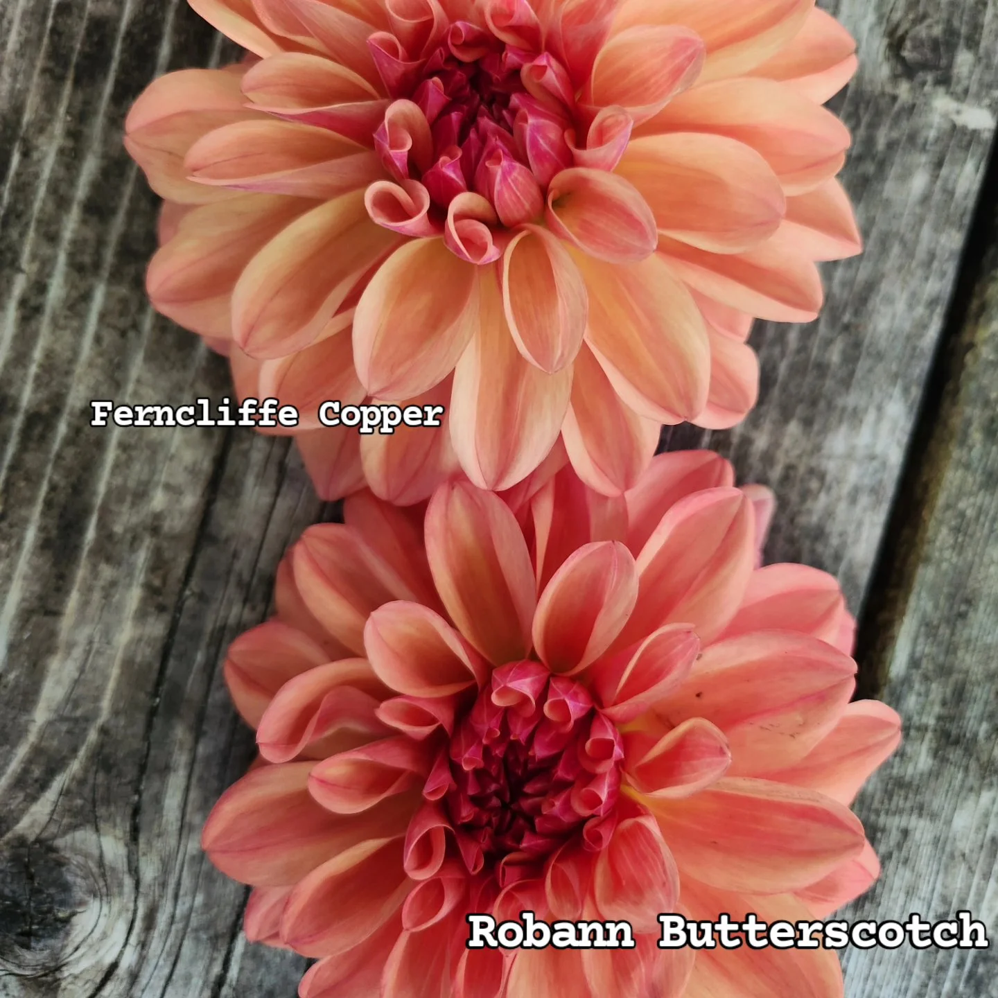 Robann Butterscotch