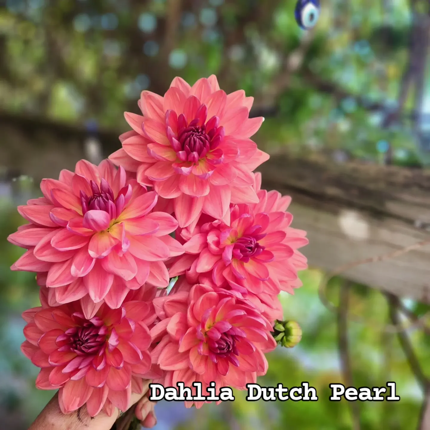 Dutch Pearl