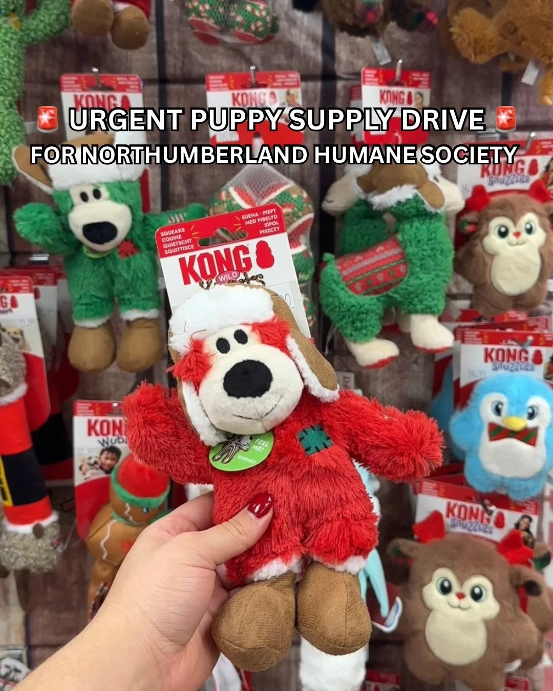 Earlier today, @northumberlandhs shared that 🚨 FOURTEEN 🚨 tiny puppies unexpectedly arrived at their door. All in need of vet care, proper nutrition, and lots of TLC. They are now in urgent need of puppy supplies!

I stopped by @justinspetstore tod