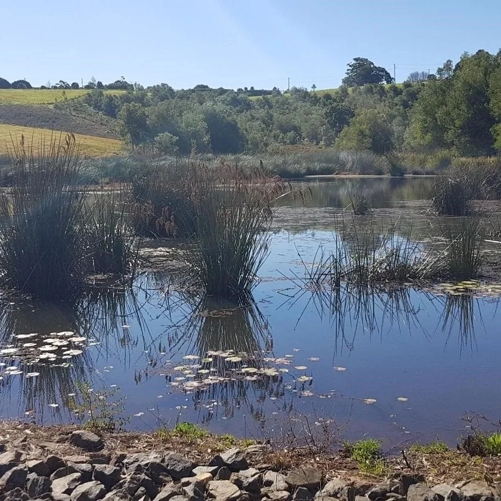 A tranquil lake or pond surrounded by lush greenery and hills, with tall grasses growing in the water, clear blue sky, and reflections of the plants and sky on the water's surface.