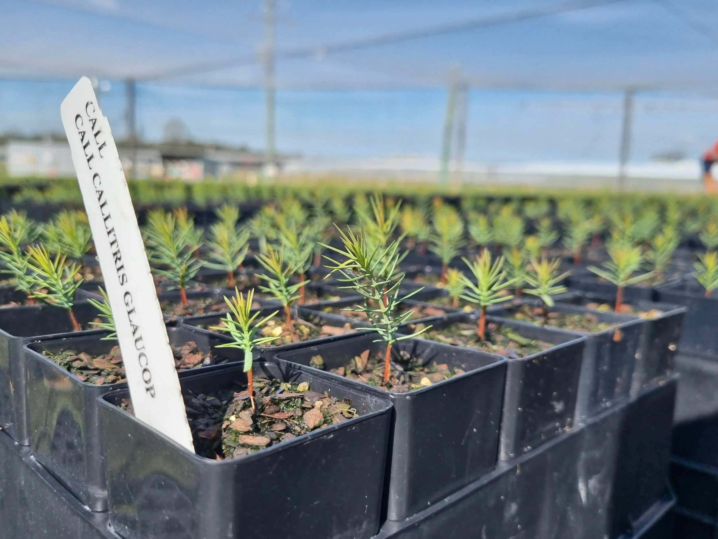 Withcott Nursery Tour for Offset Plantings — Verterra Ecological ...
