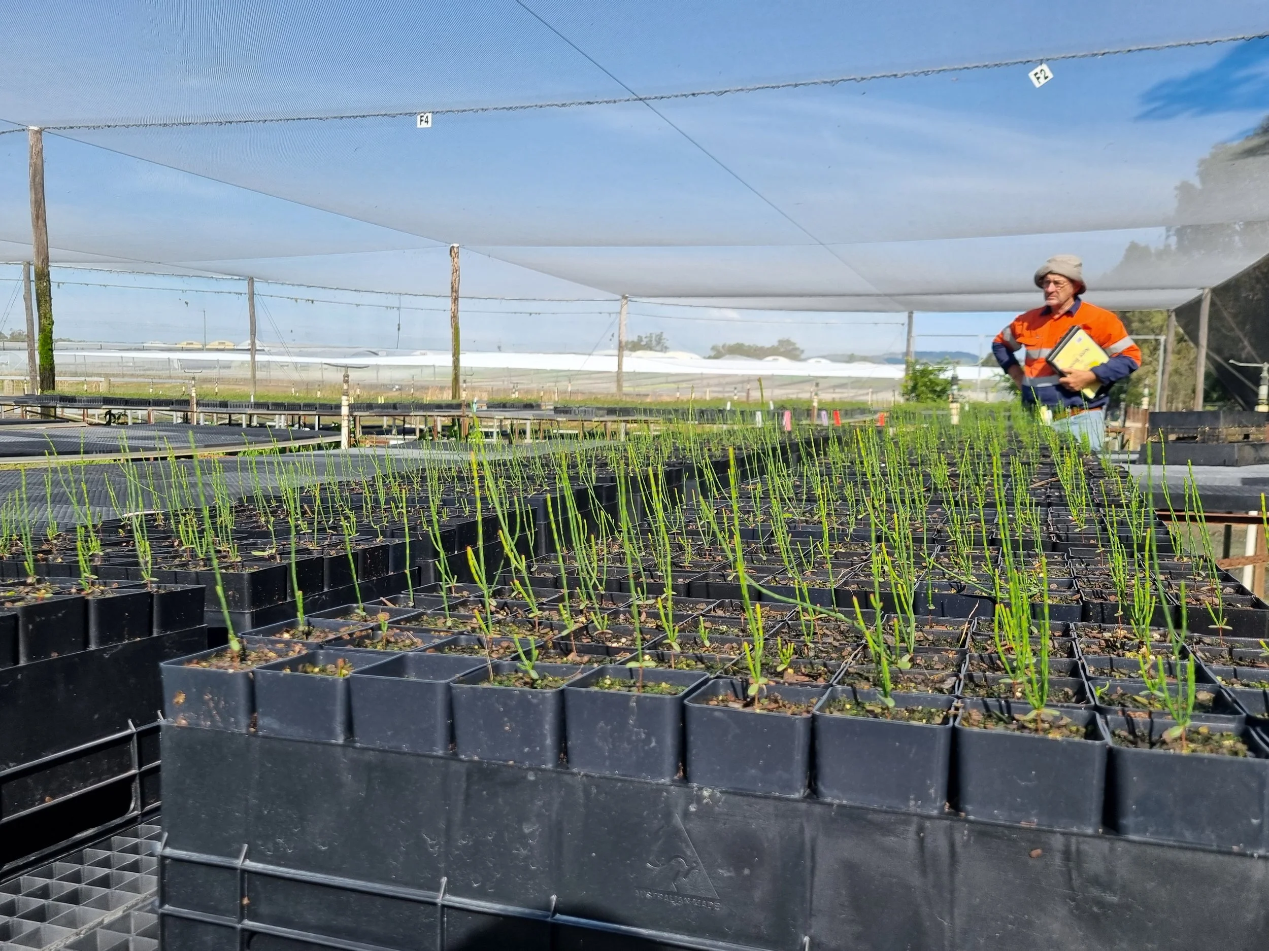 Withcott Nursery Tour for Offset Plantings — Verterra Ecological ...