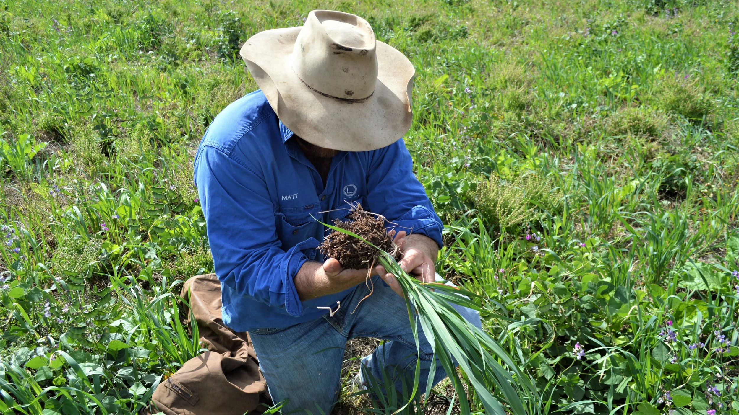 Landholder examining at the roots of their crop