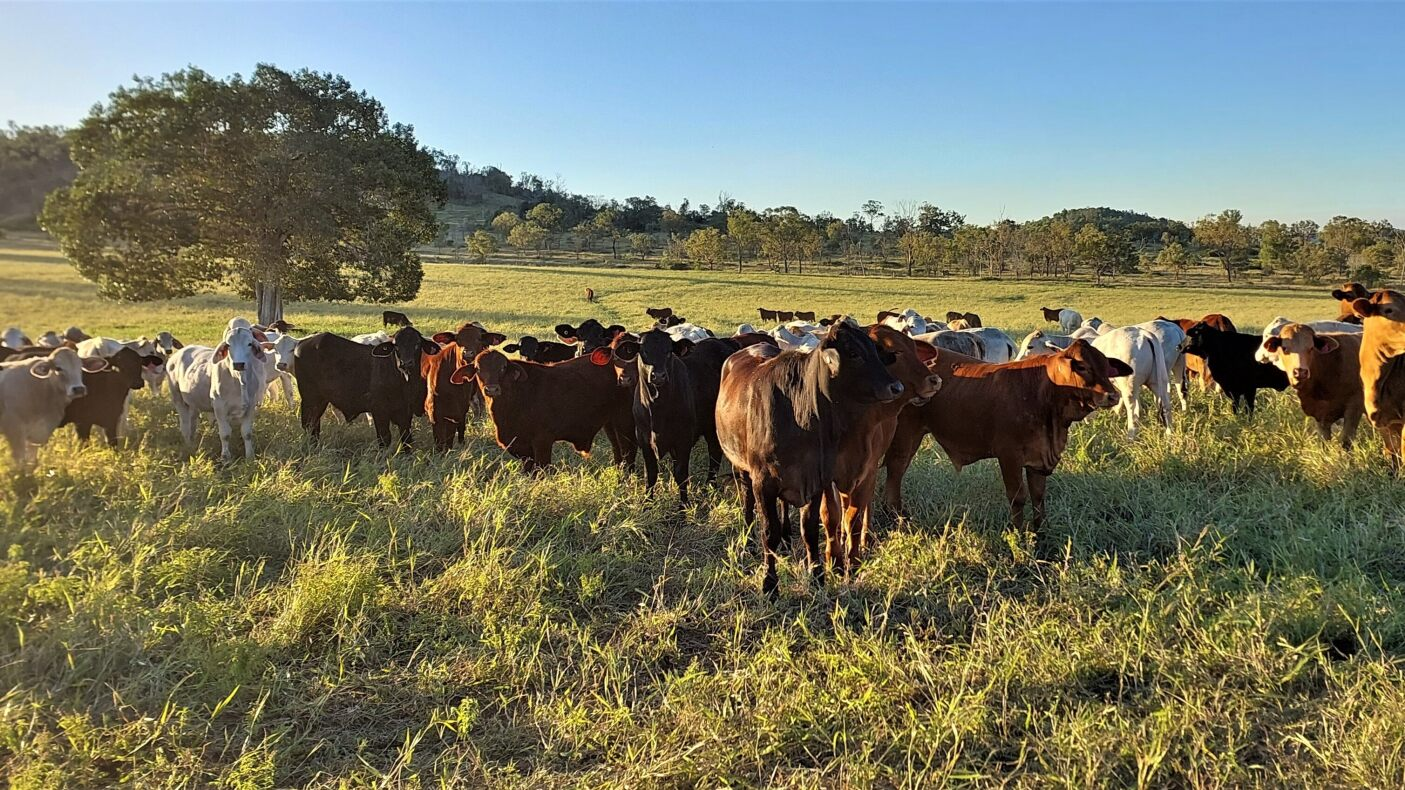 Cows grazing in pasture