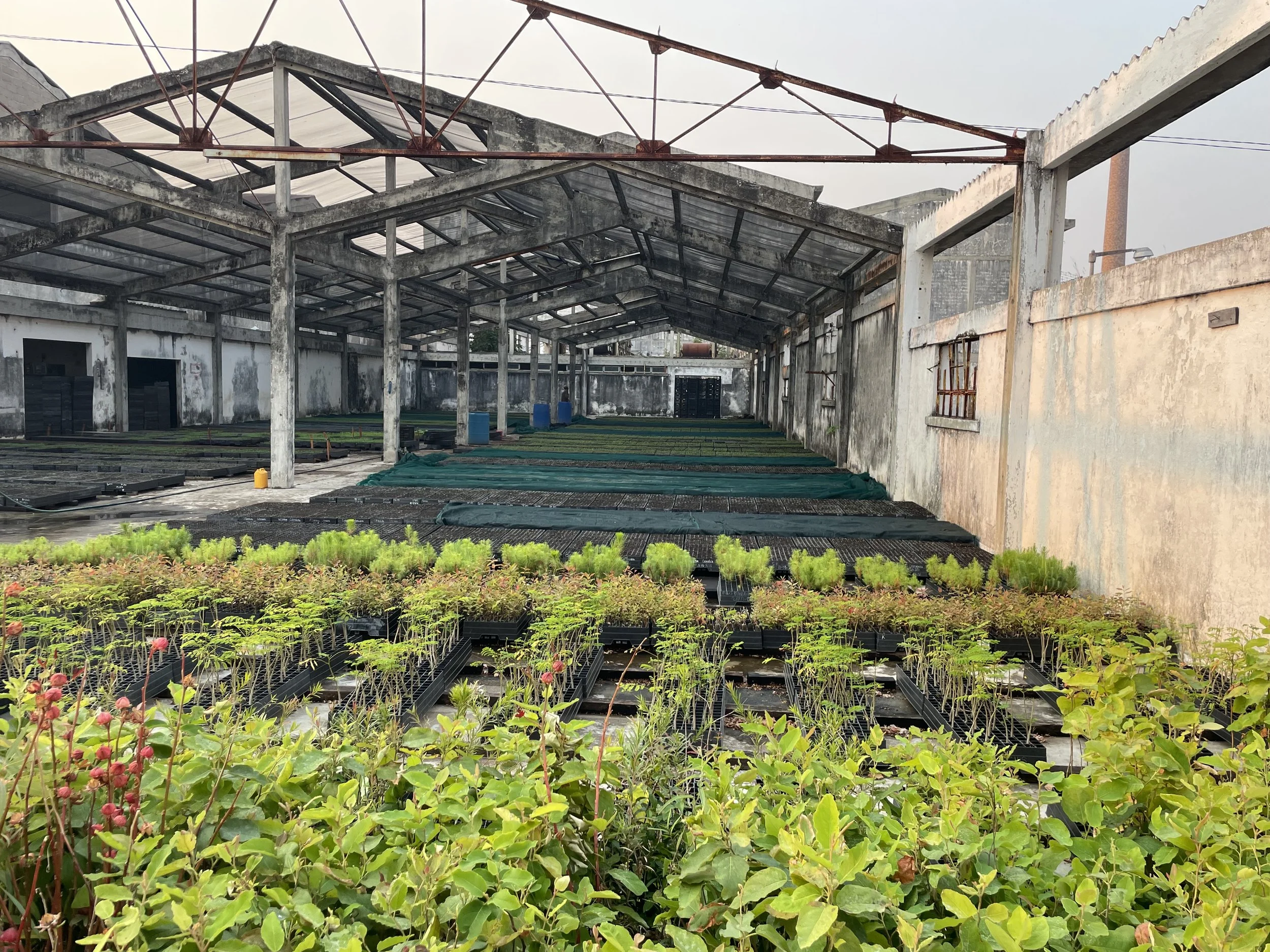 Forests for the Future: How Sustainable Forestry Is Shaping Angola’s Green Economy