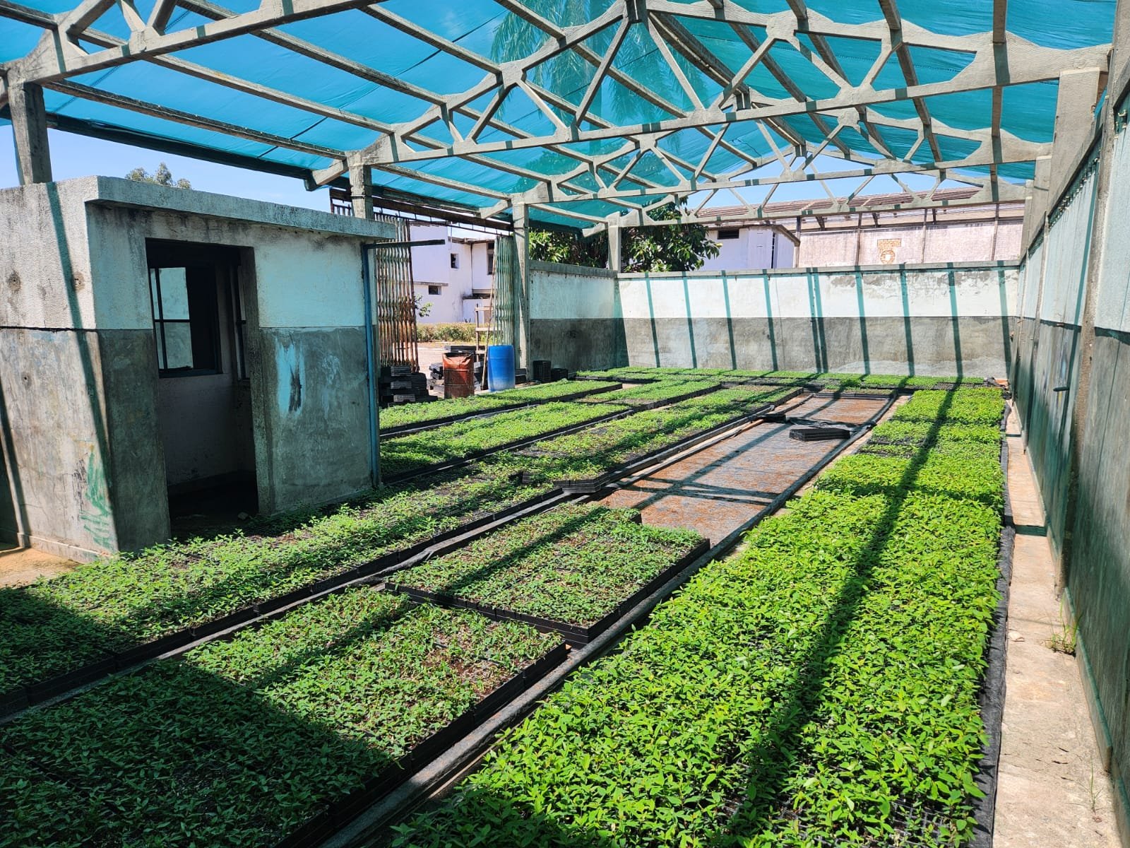 Forests for the Future: How Sustainable Forestry Is Shaping Angola’s Green Economy