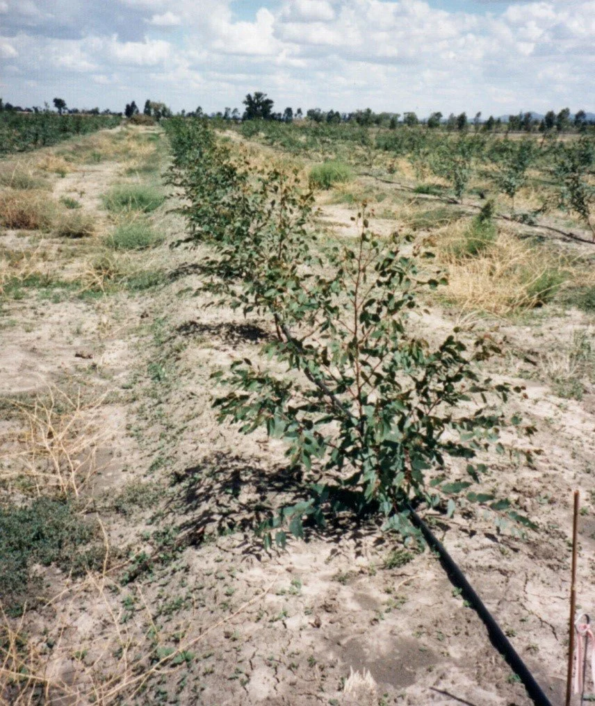 Turning Risk into Resource: Land and Irrigation Planning for Coal Seam Gas Water Use