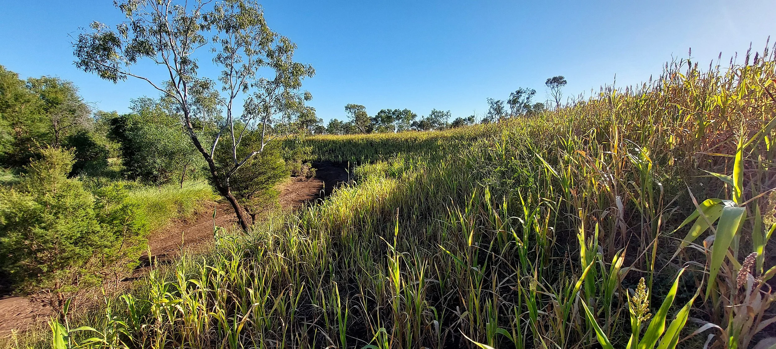 Site 4 Upper Batter.JPG