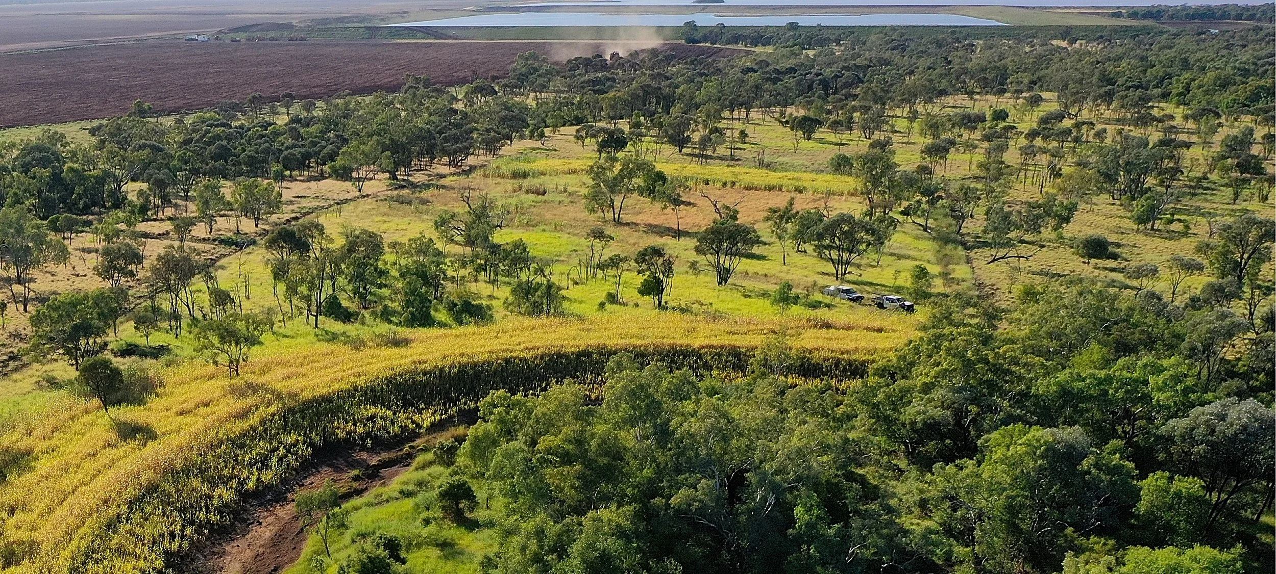 A rehabilitated landscape featuring a streambank, riparian area, grazing and trees.
