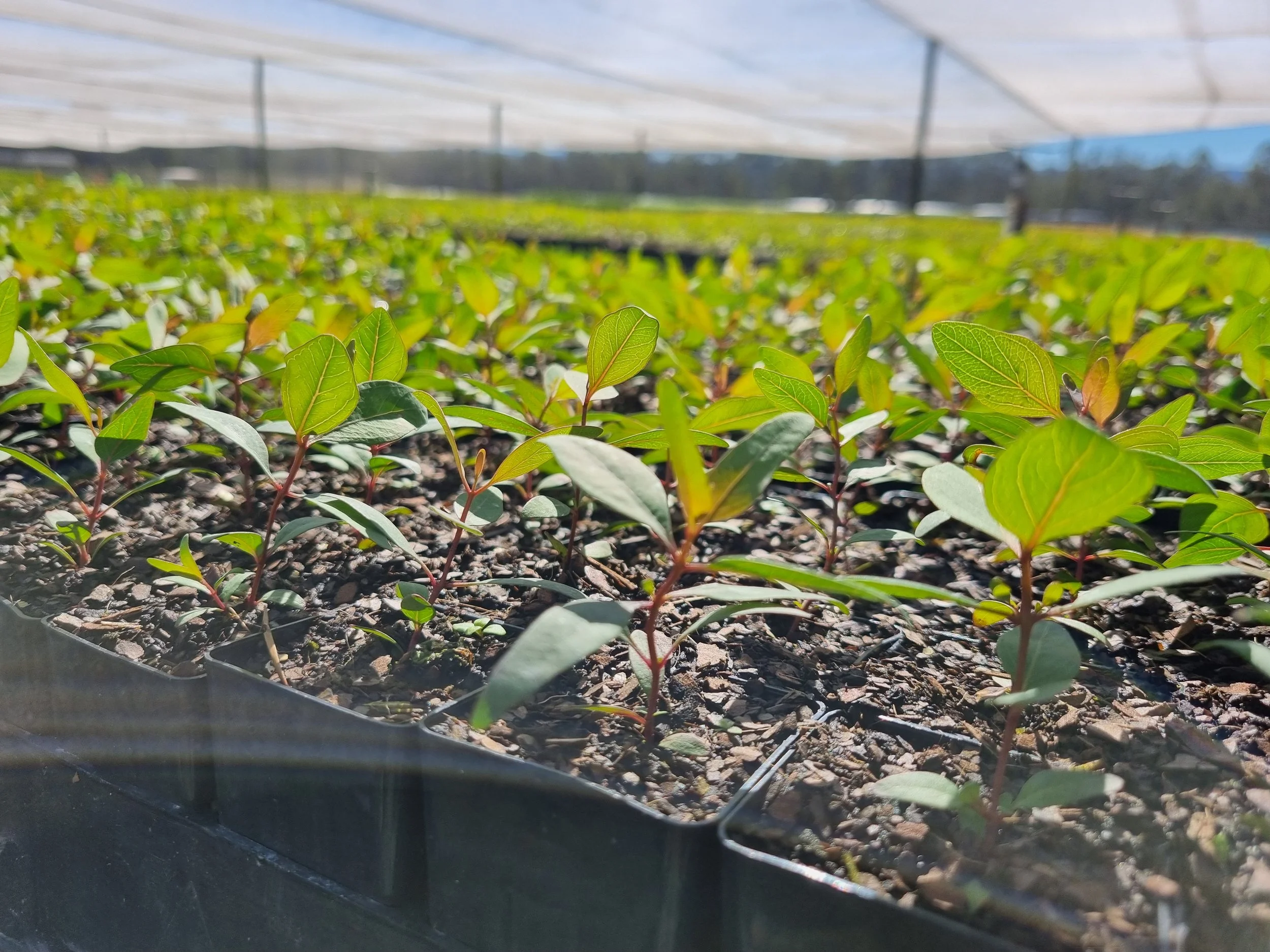 Nurturing Nature Starts in the Nursery: The Role of Seedling Quality in Restoration Success