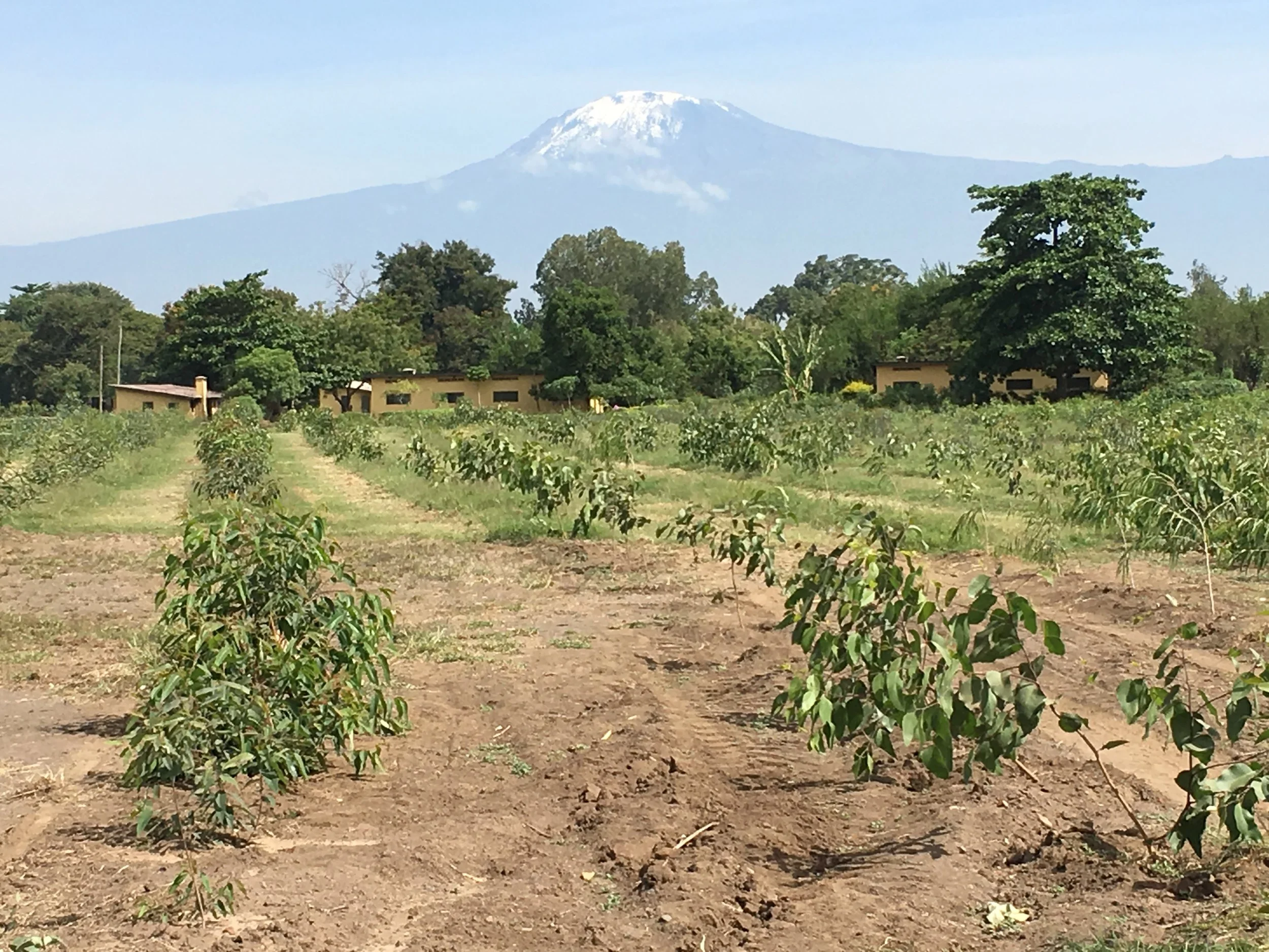 Rows of saplings planted for trials