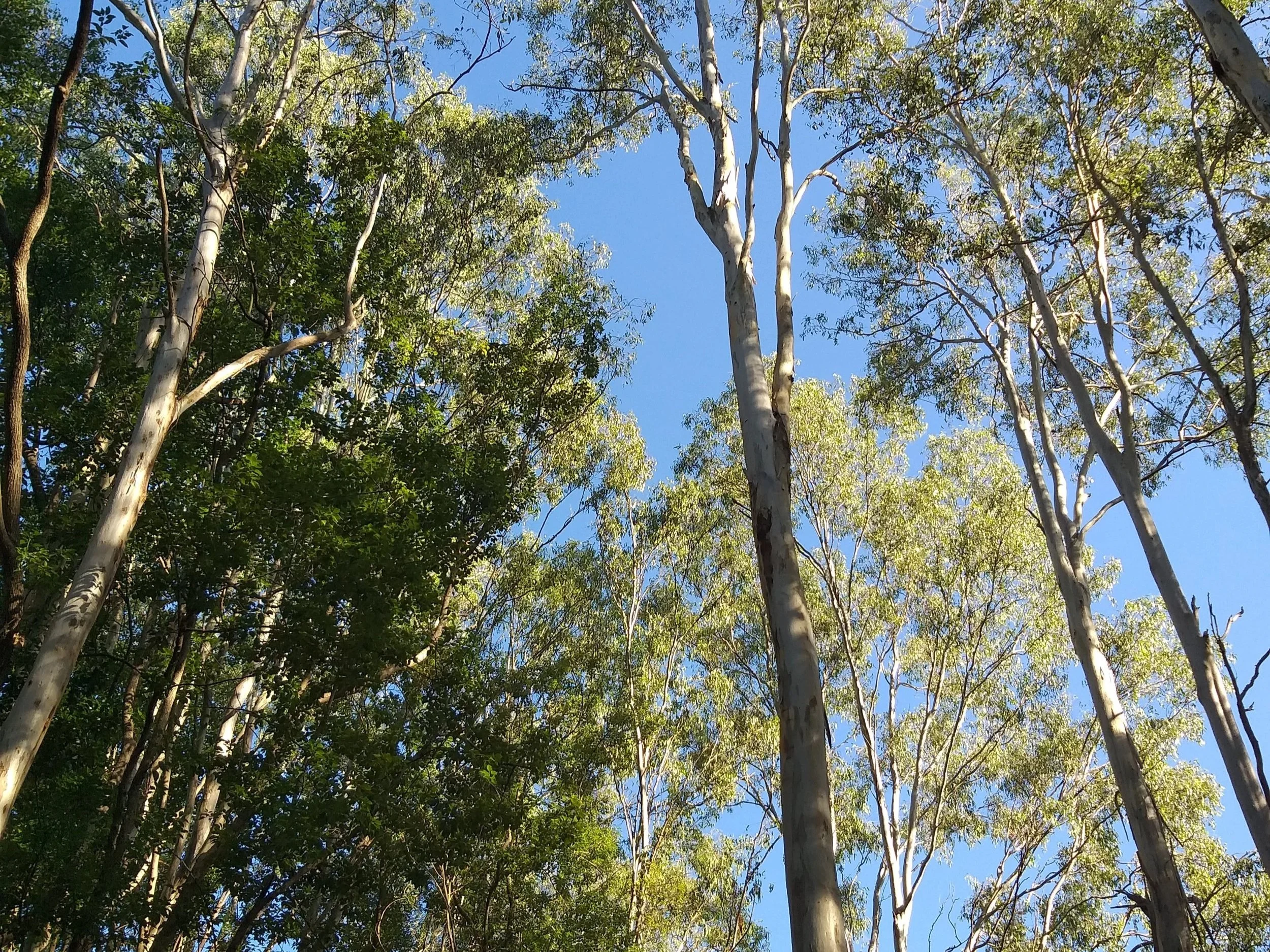 Forest canopy viewed from the ground