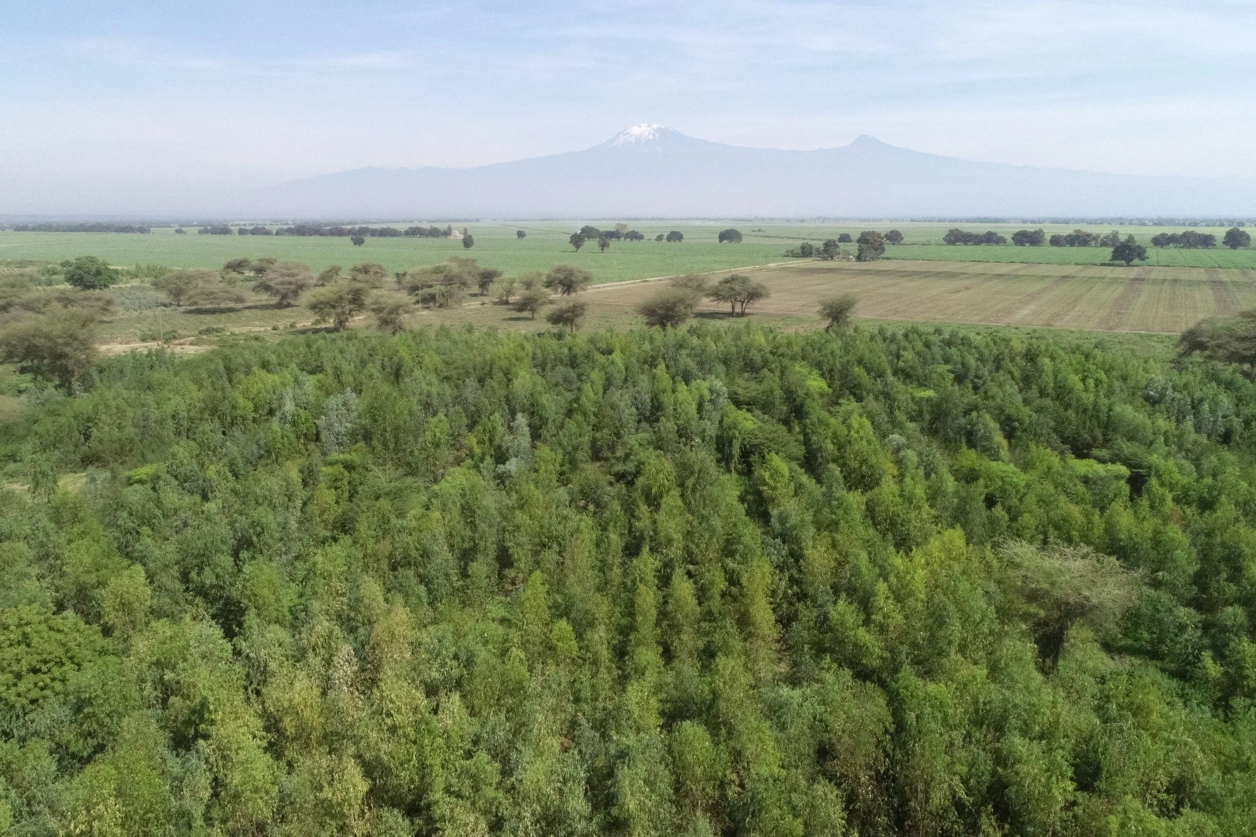 Drone image of the plantation in Tanzania with snow-capped mountains in the background