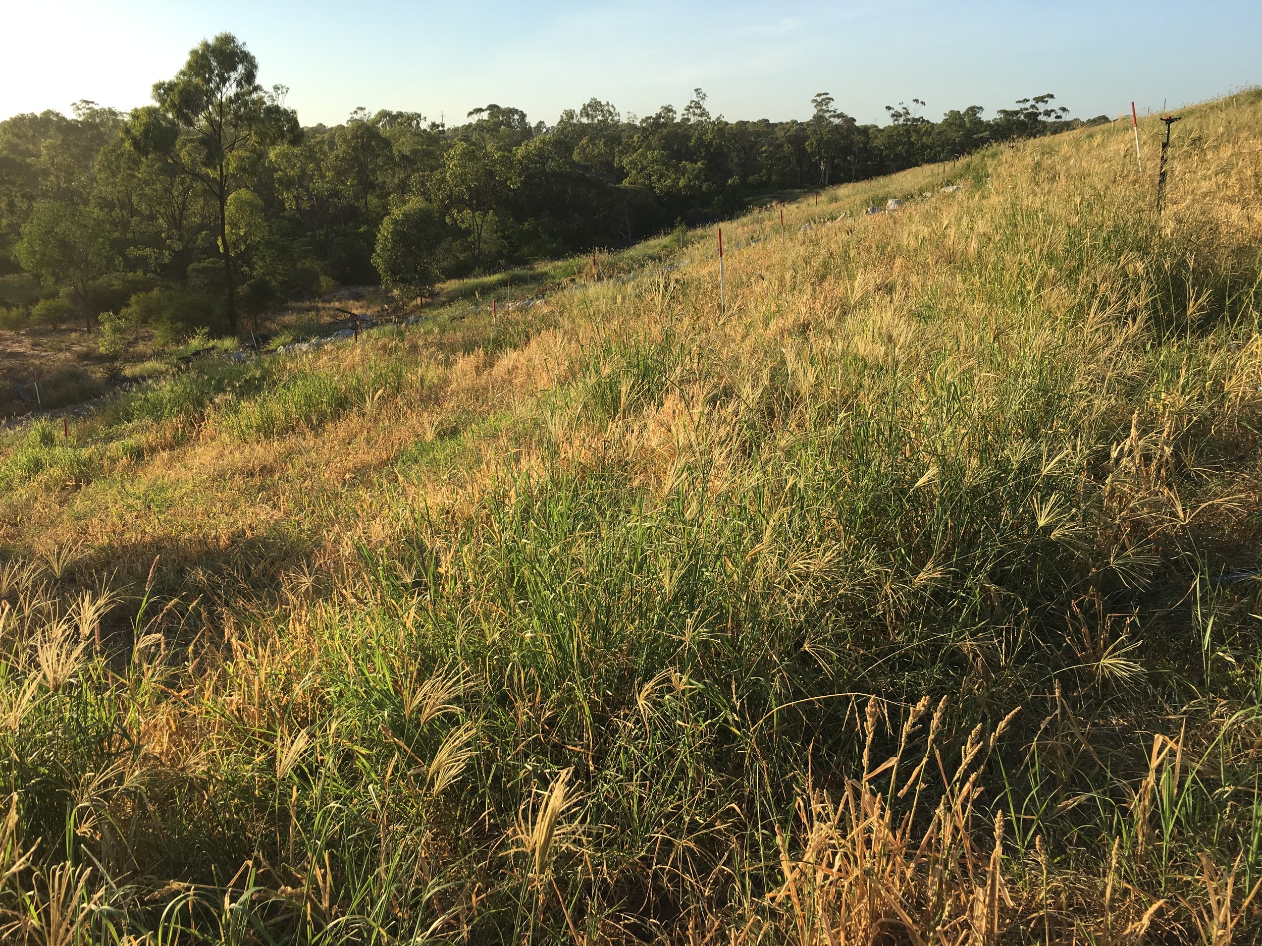 Mine-site rehabilitation