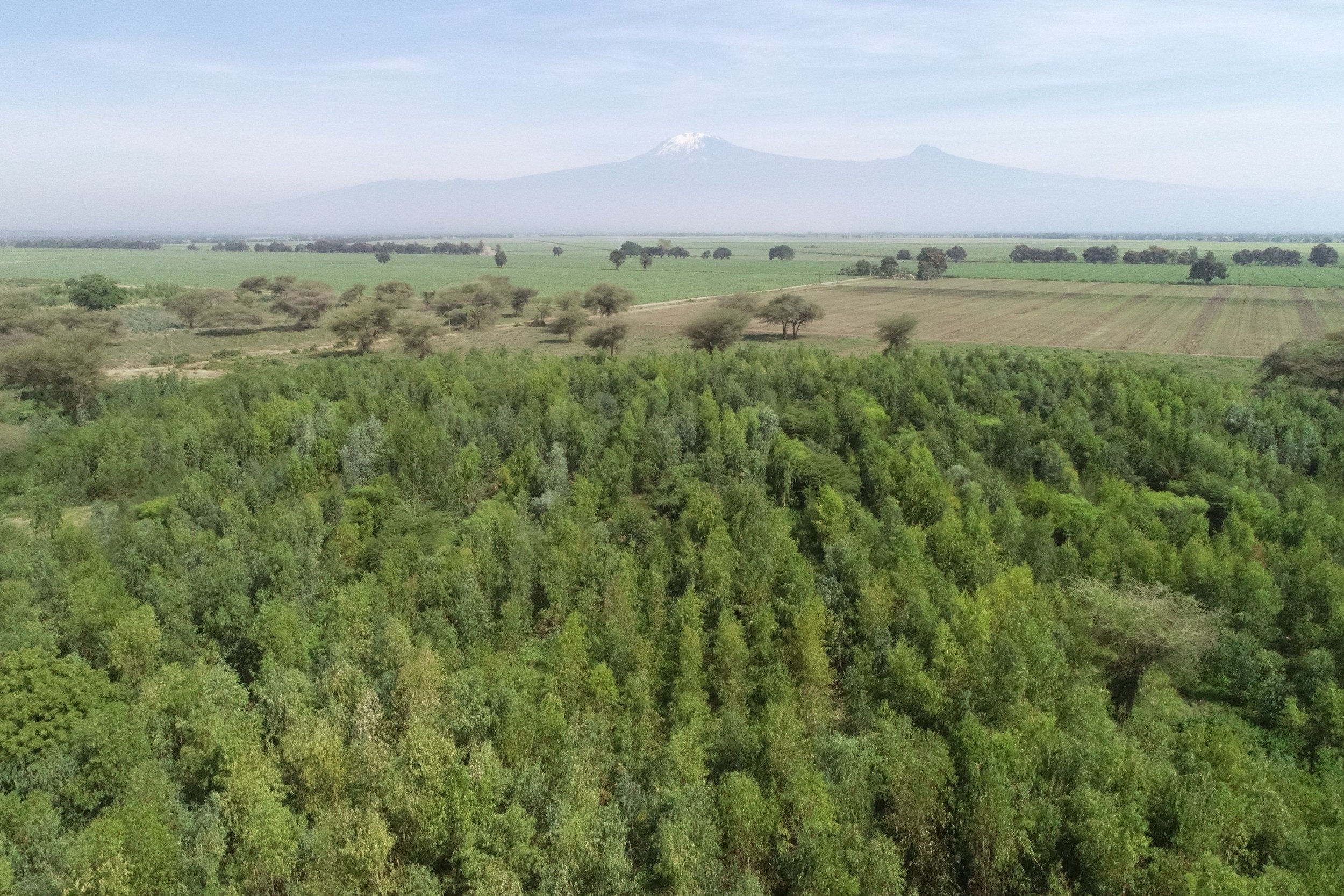 Done image of hte developed forestry project with a snow-capped mountain in the background