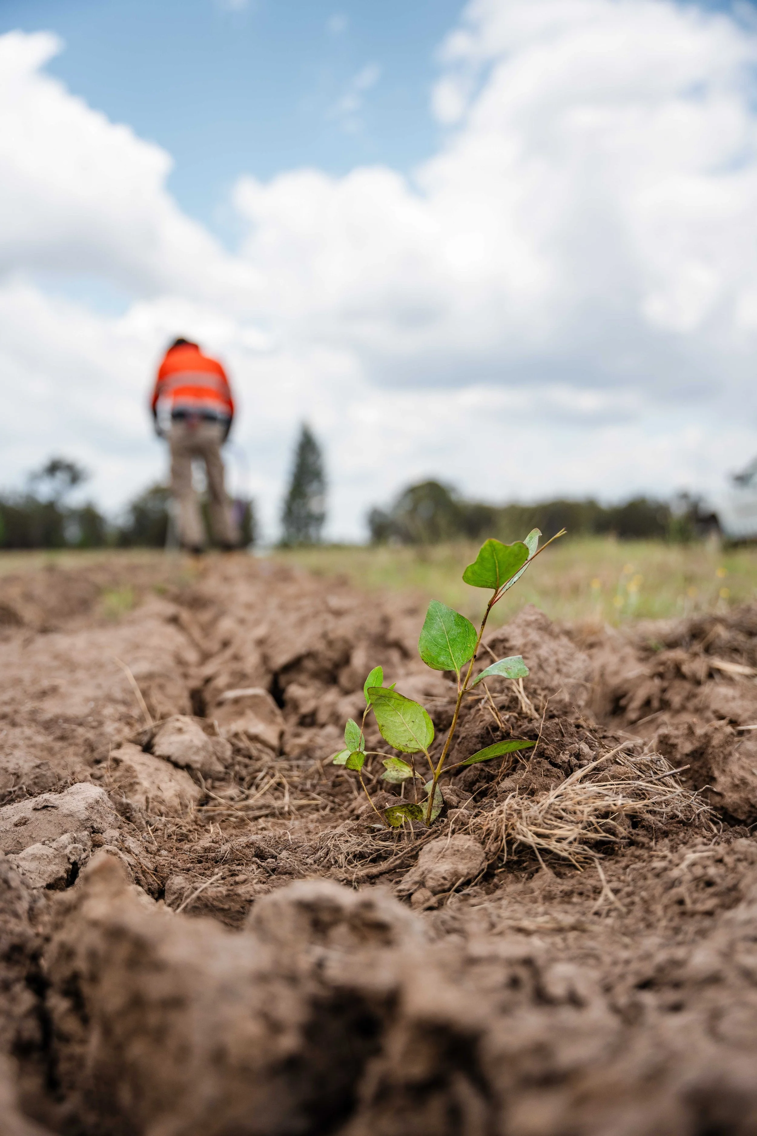 Close-up of a small green plant growing in soil with a man wearing an orange vest and khaki pants in the background under a cloudy sky.