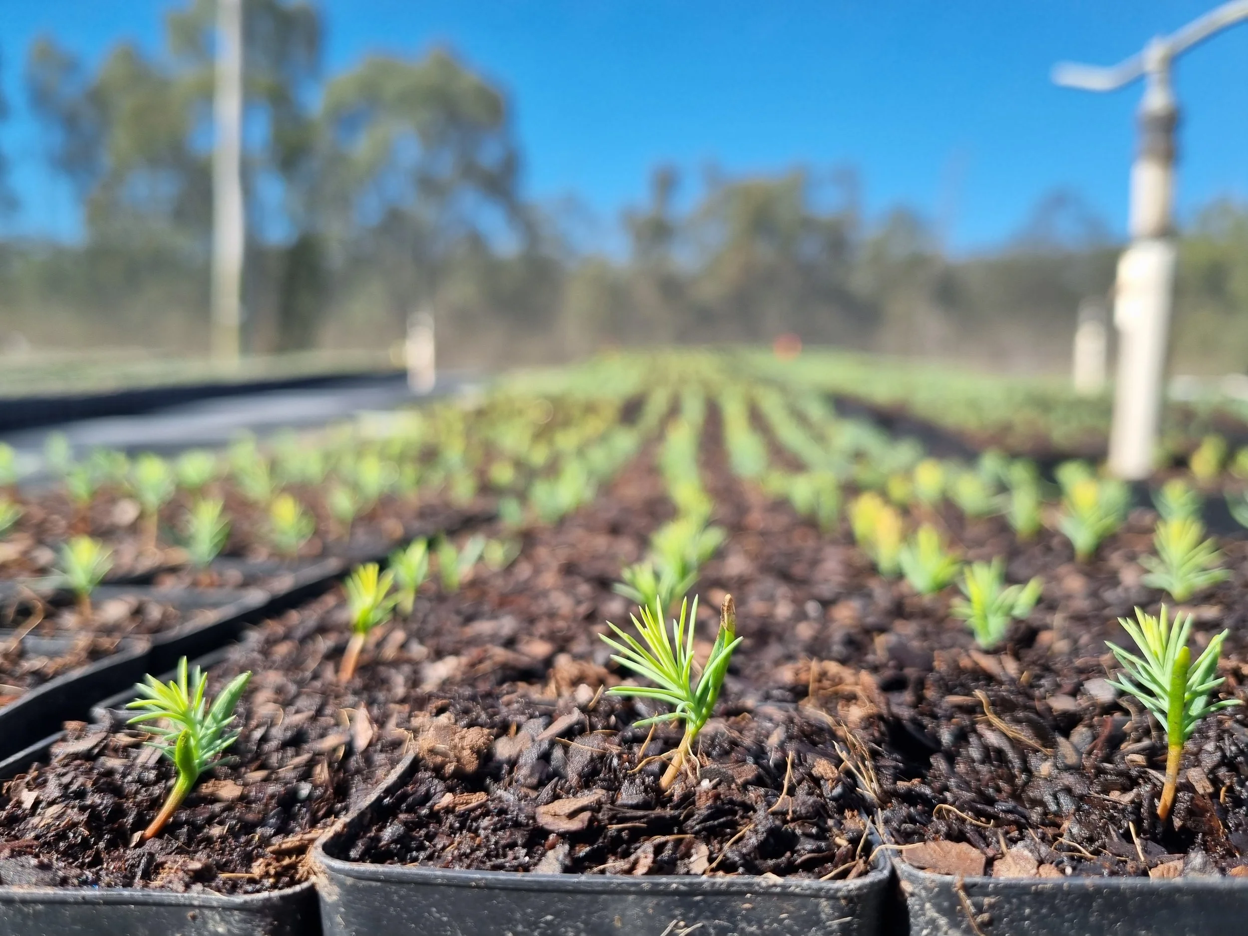 Native seedlings in a Verterra-run nursery