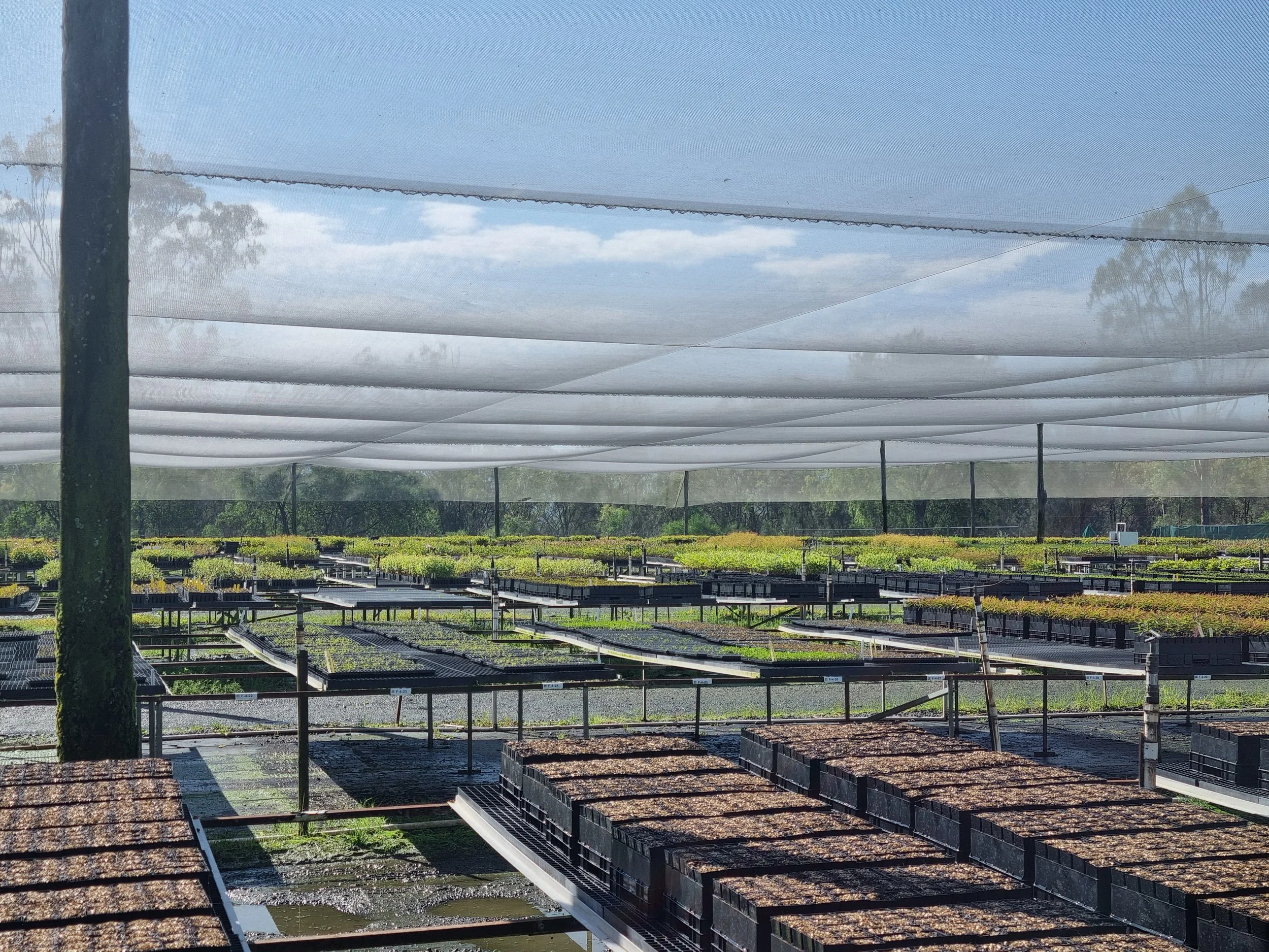 Withcott Seedlings Racking Withcott Nursery Tour for Offset Plantings β Verterra Ecological ...
