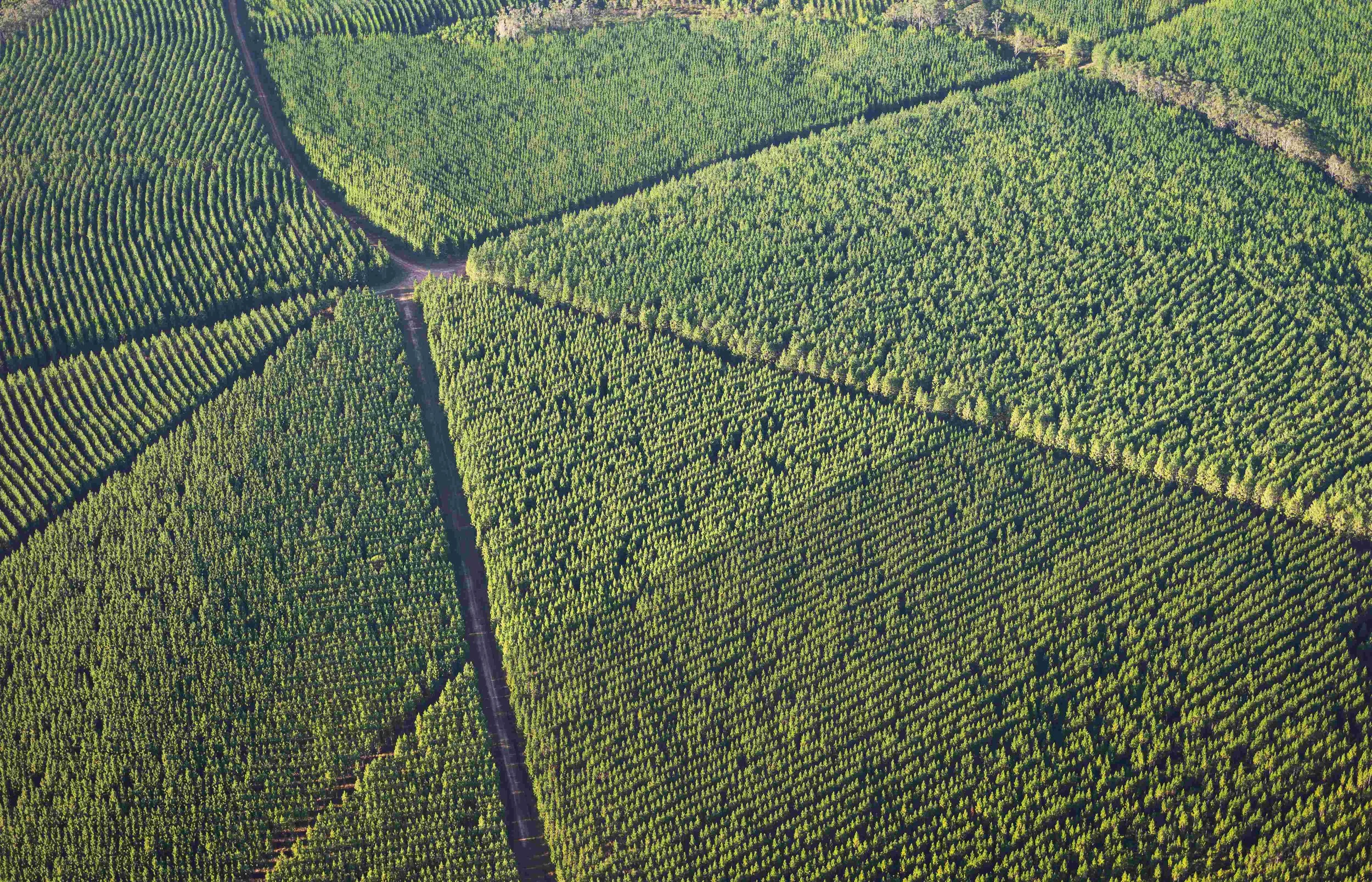 Ariel view of a pine forest